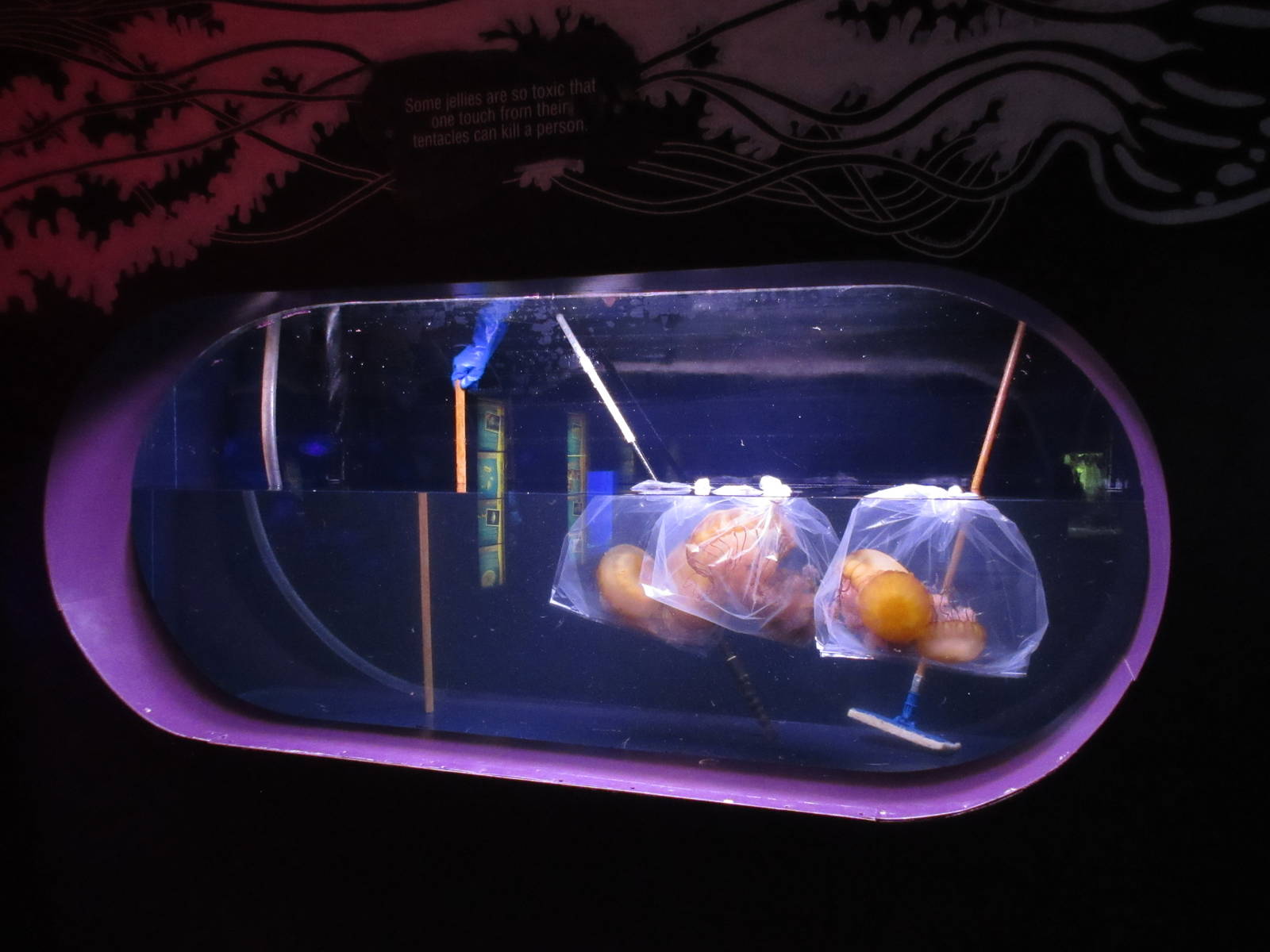 Pacific Sea Nettles in Bags!