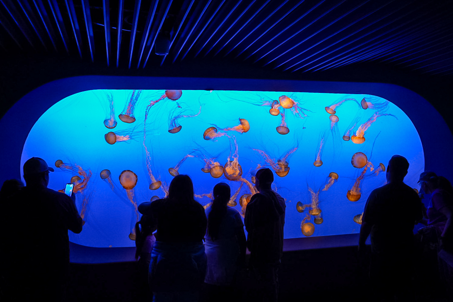 Pacific Sea Nettles Tank (Open Sea Gallery)