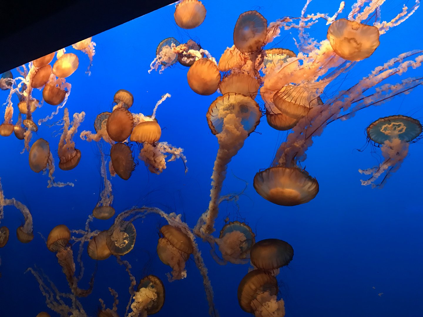 Pacific sea nettles