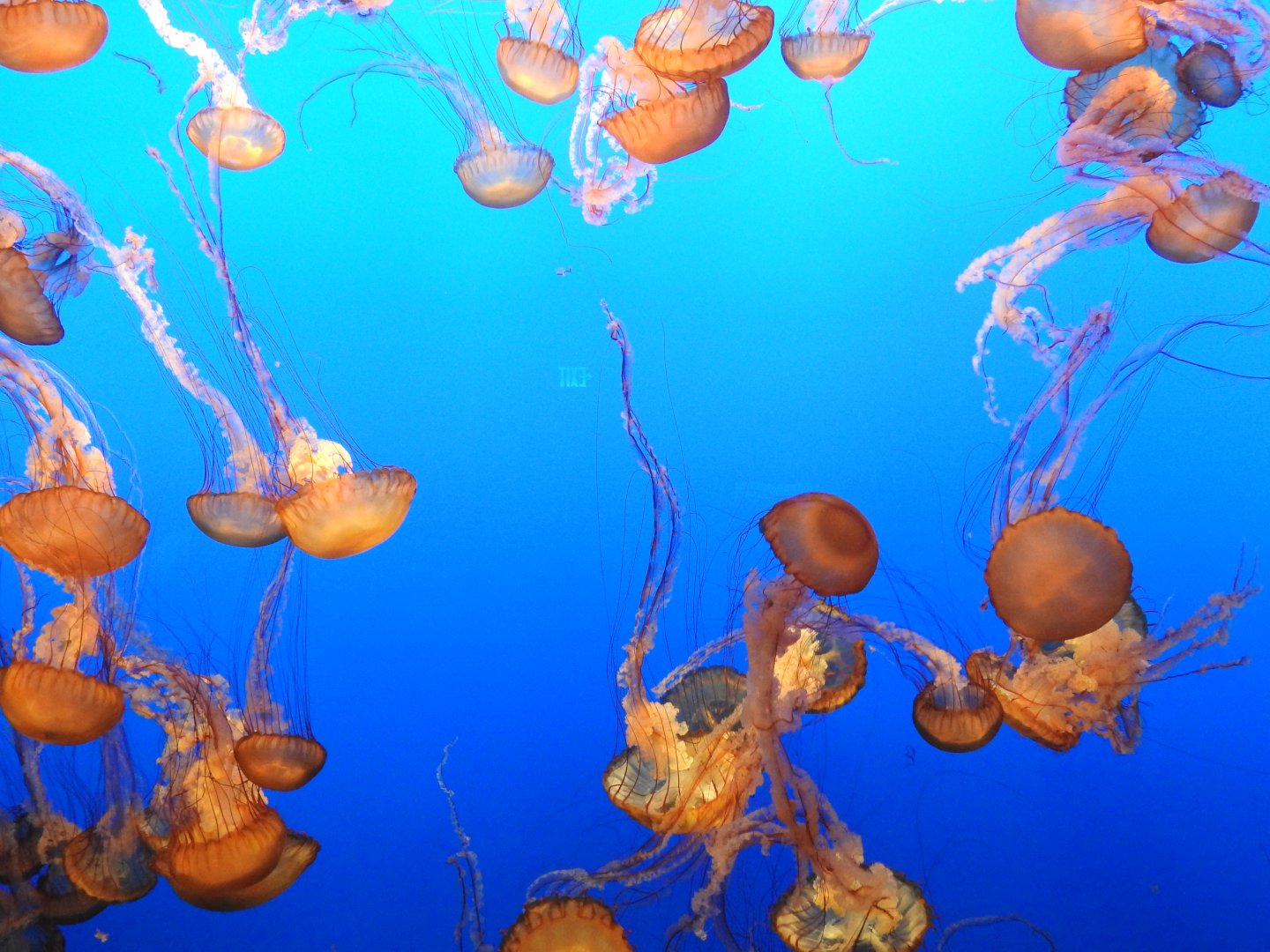 Pacific Sea Nettles