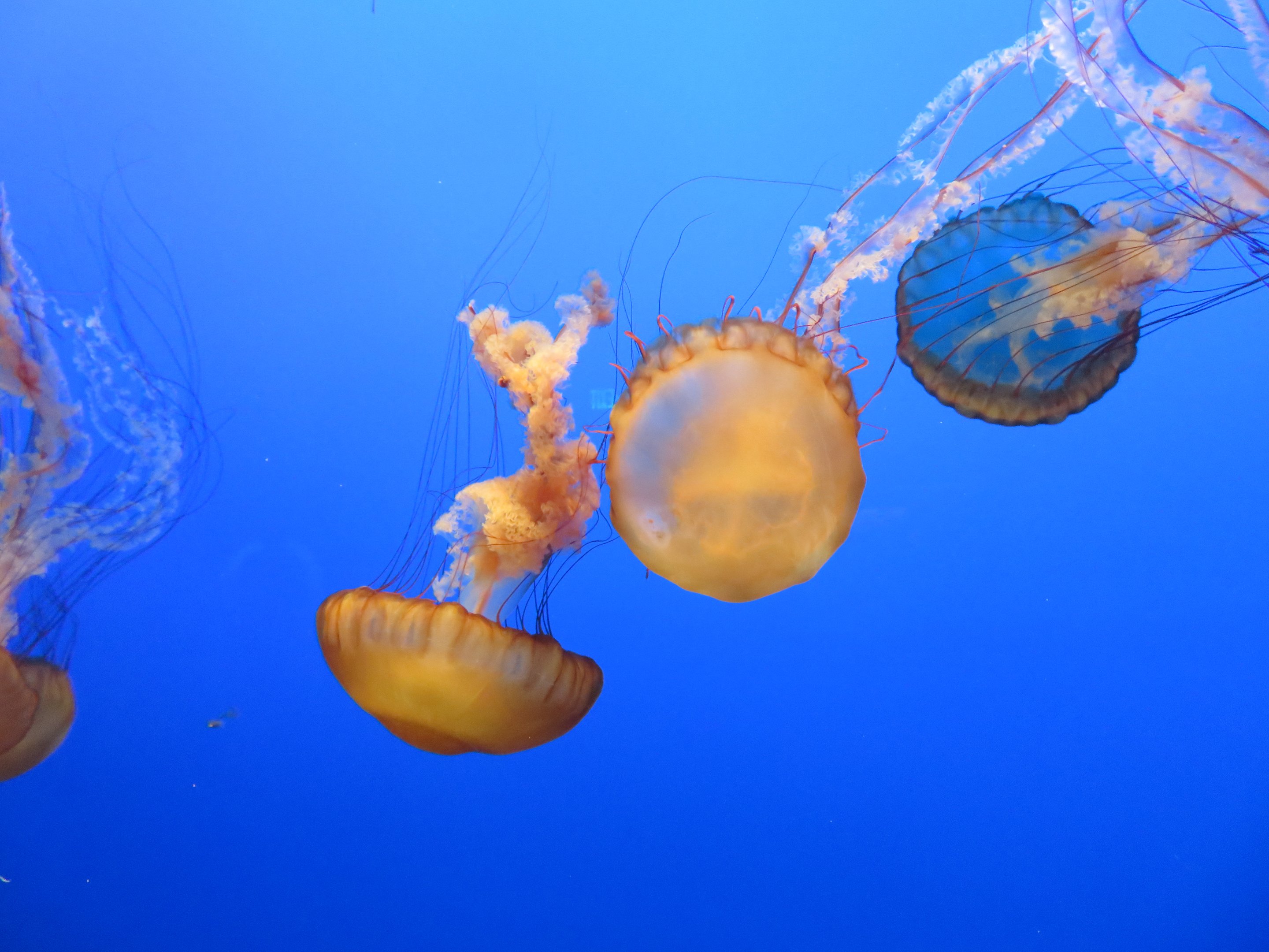 Pacific Sea Nettles