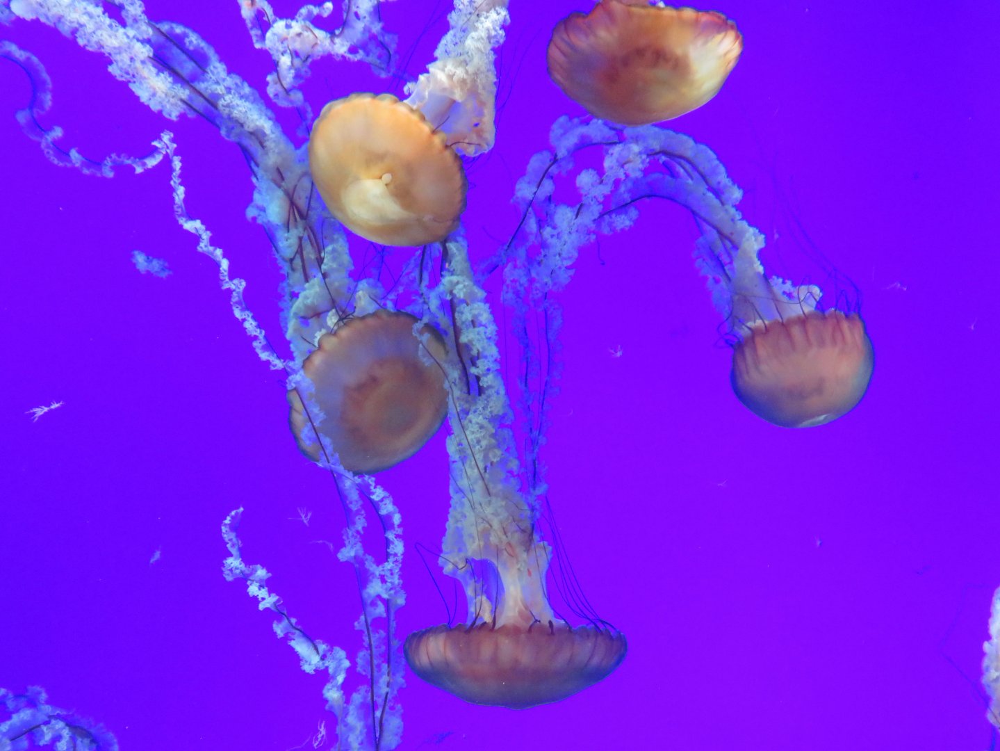 Pacific sea nettles