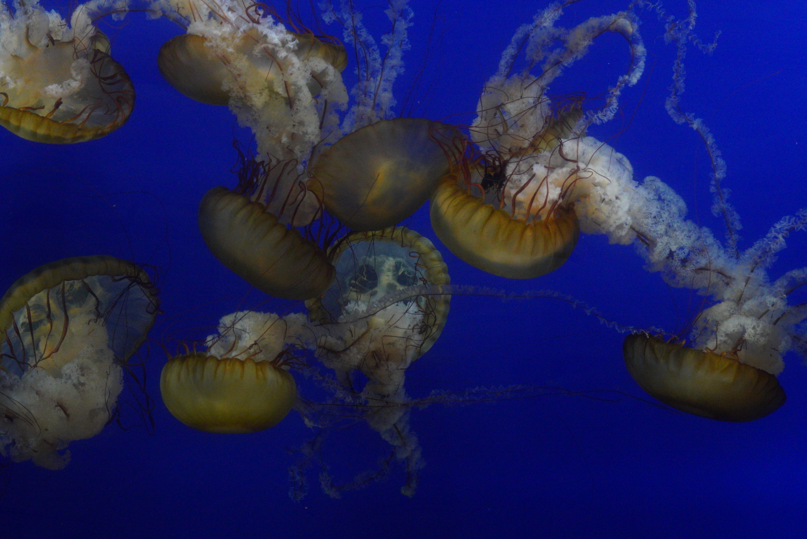 Pacific Sea Nettles