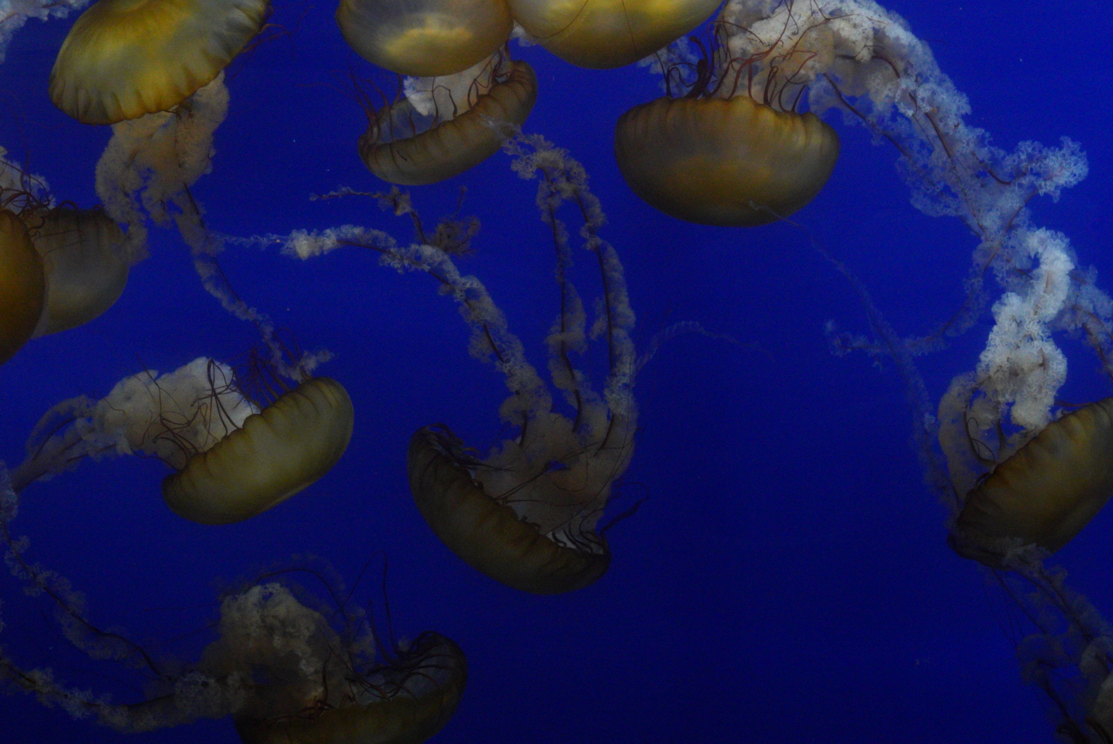 Pacific Sea Nettles