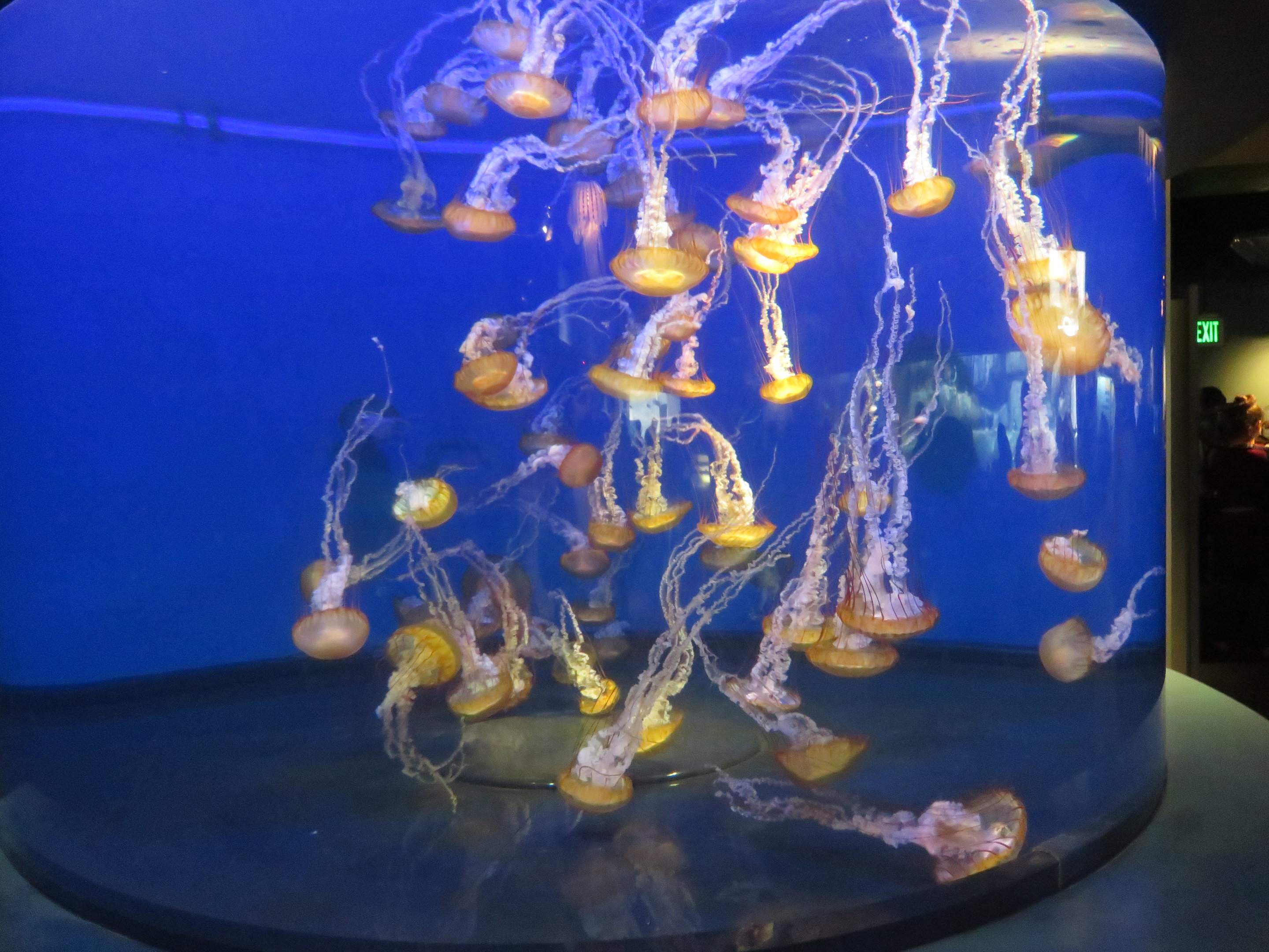 Pacific Sea Nettles