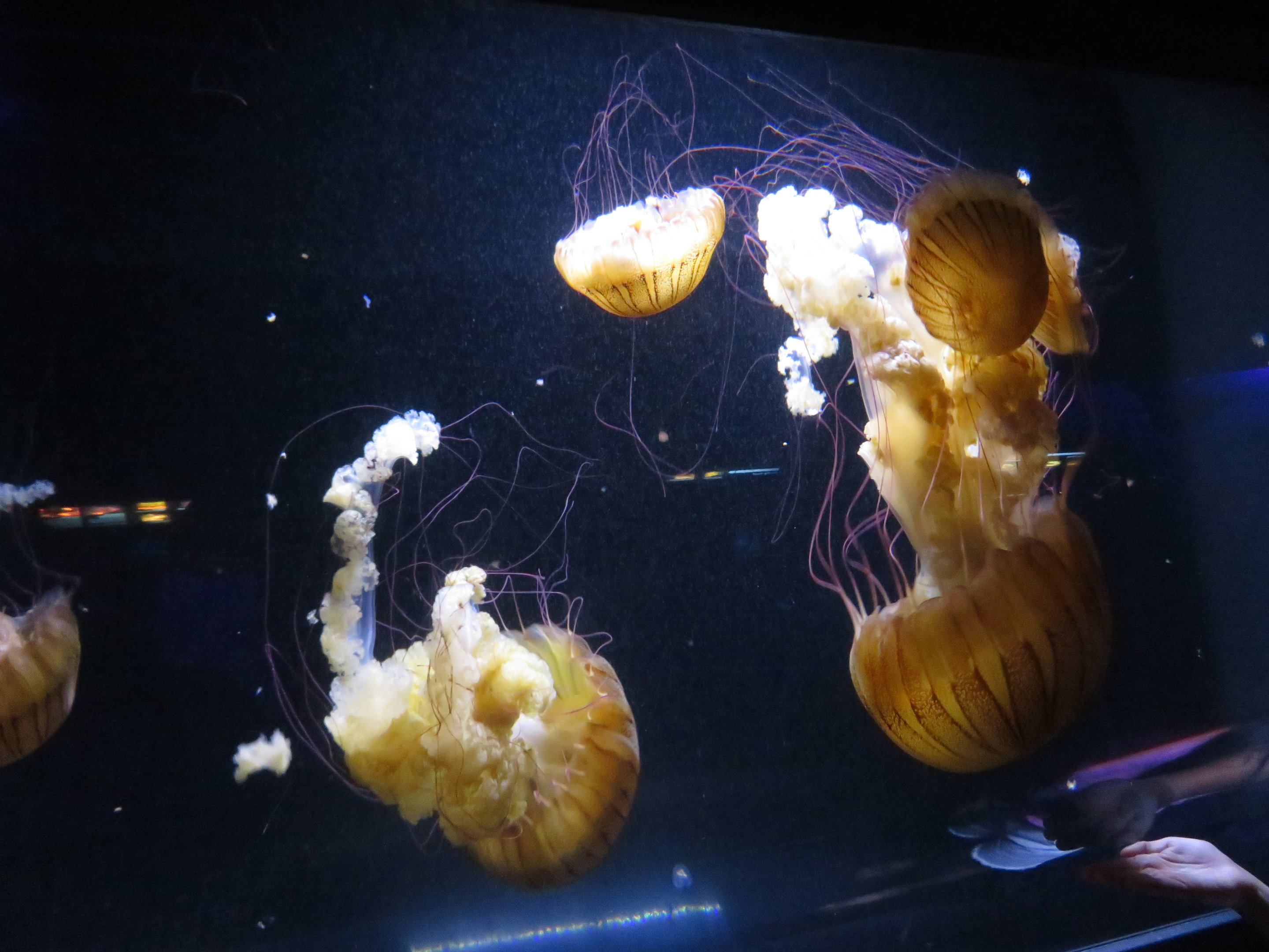 Pacific Sea Nettles