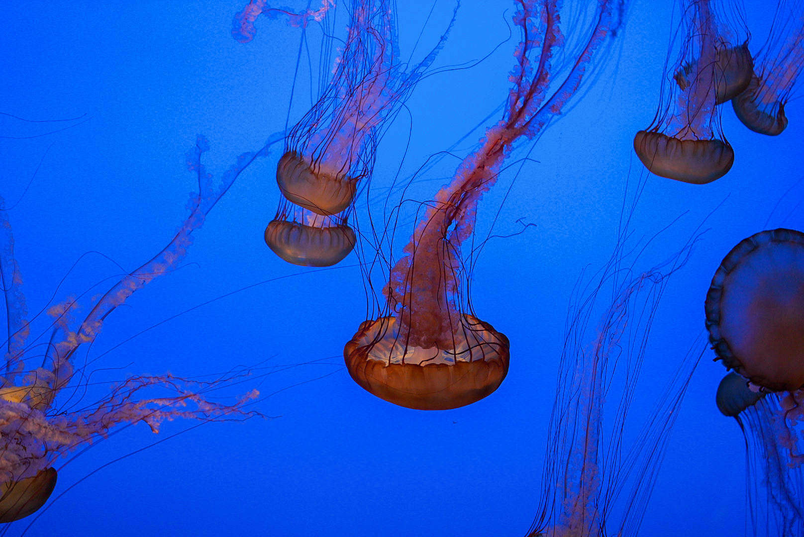 Pacific Sea Nettles