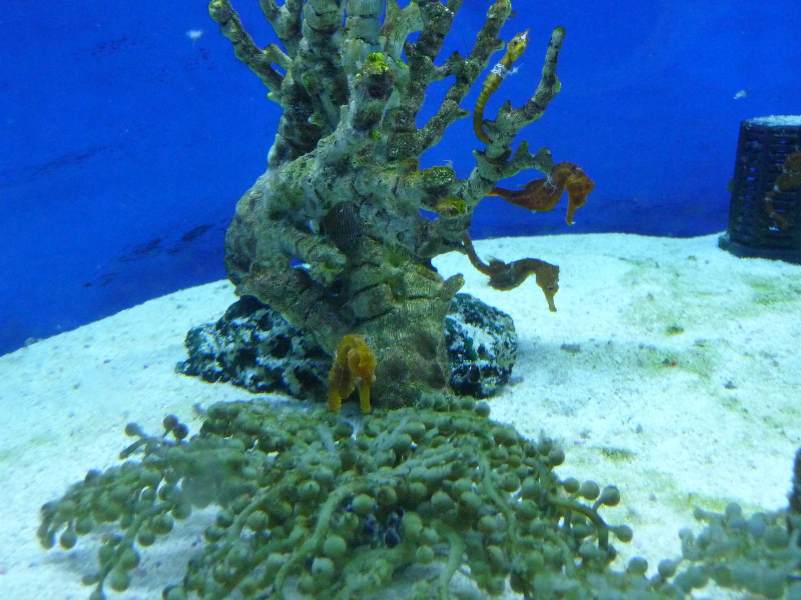 pacific seahorse acuario centro cultural tijuana