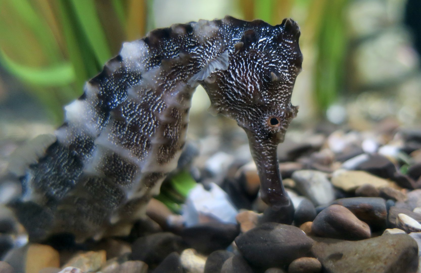 Pacific Seahorse (Hippocampus ingens)