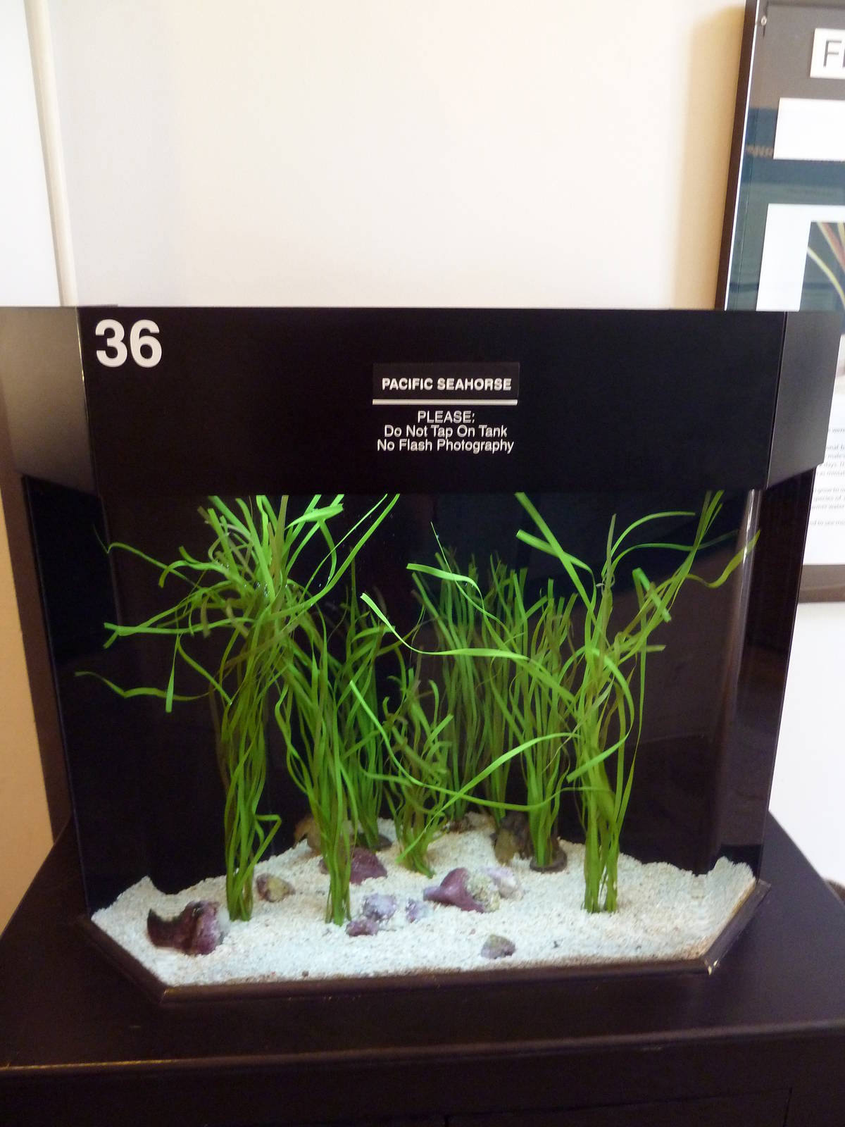 Pacific Seahorse Tank