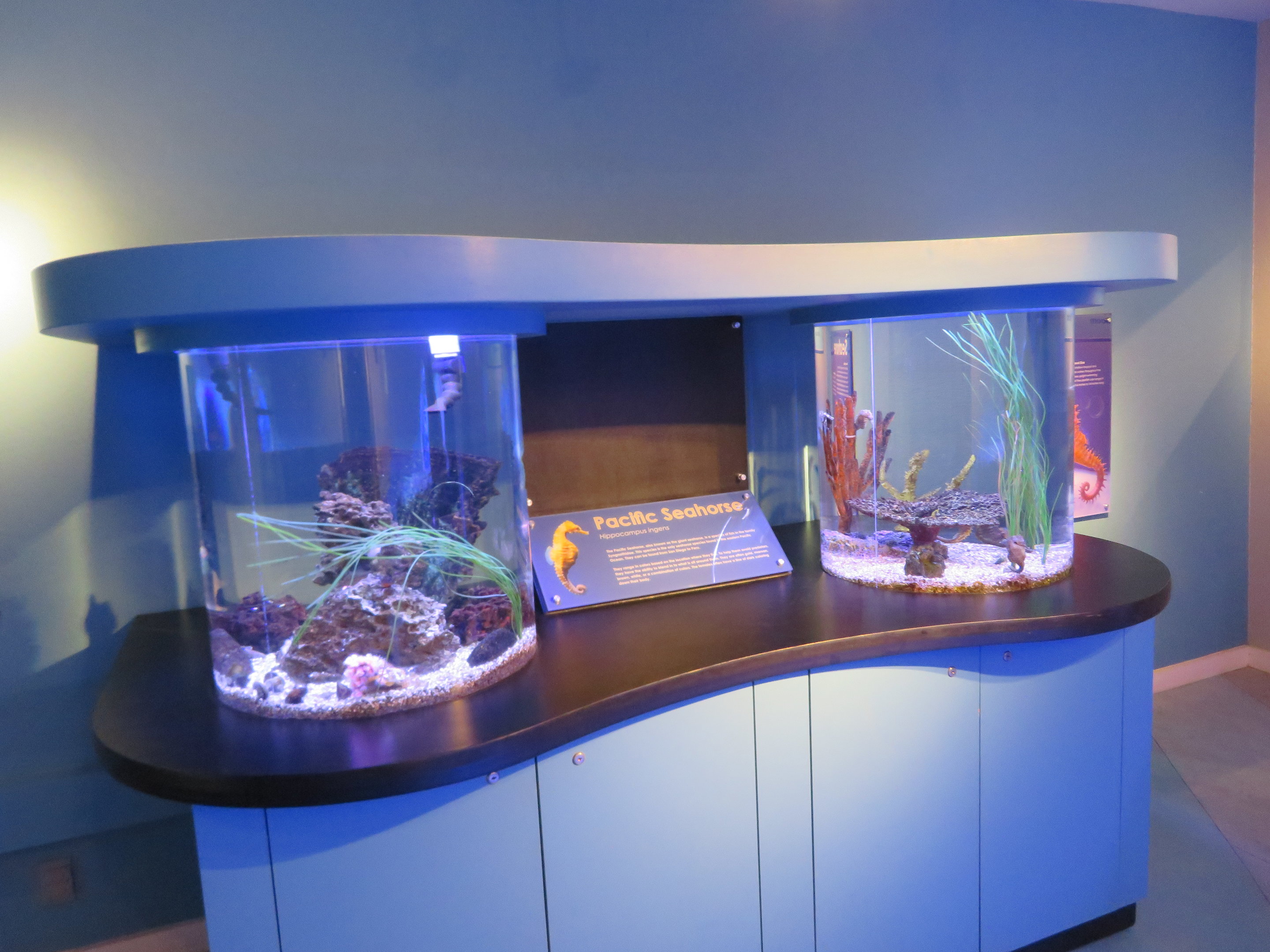 Pacific Seahorse Tanks