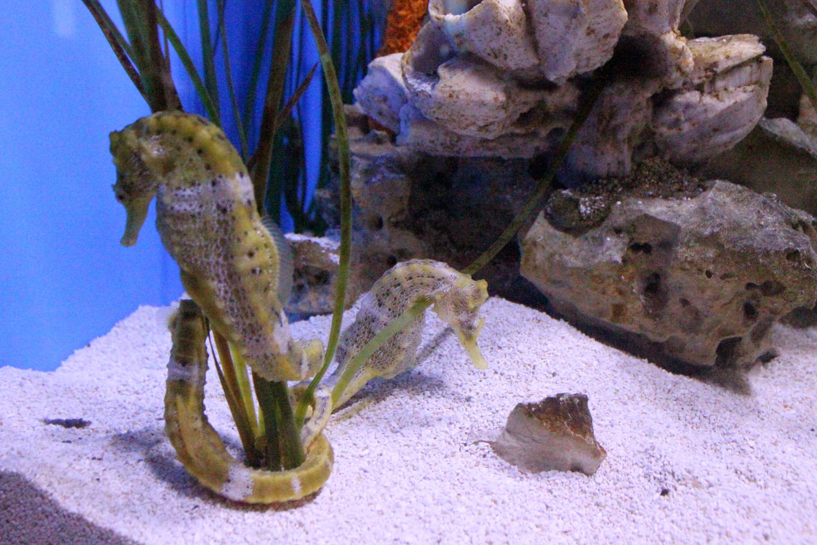 Pacific Seahorse