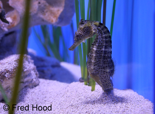 Pacific Seahorse