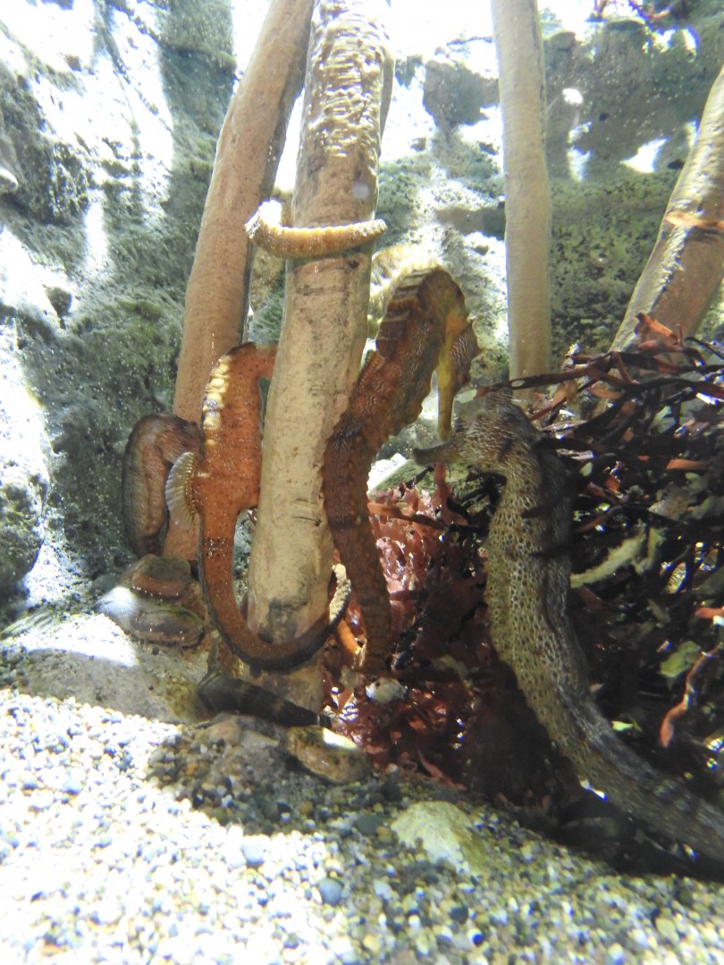 Pacific Seahorses