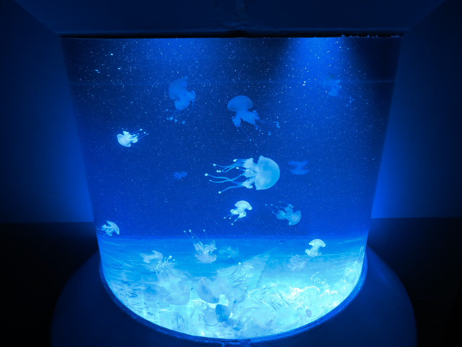 Pacific Seas Aquarium - Australian Spotted Jelly