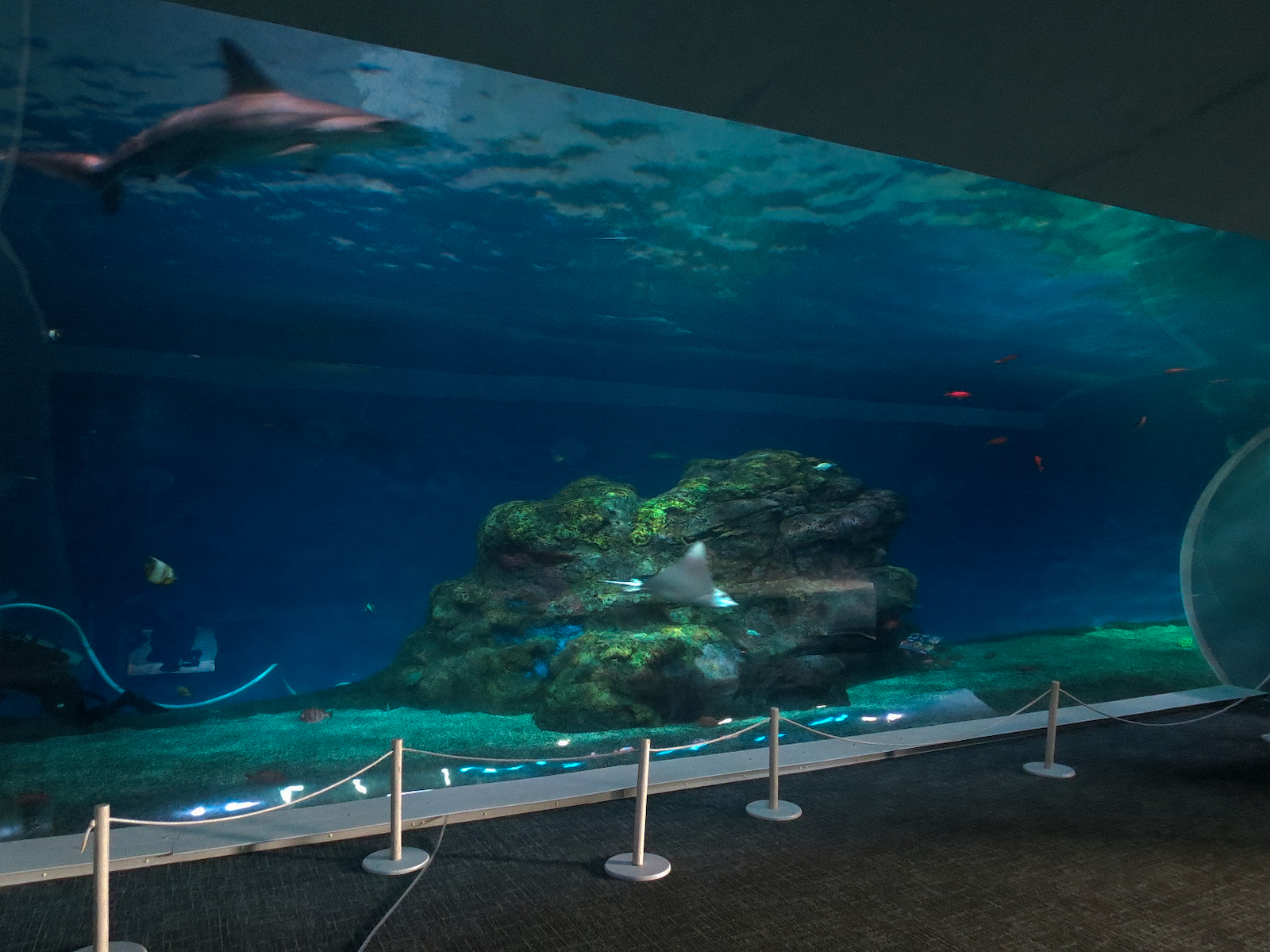 Pacific Seas Aquarium - Baja Bay - Lower Level View