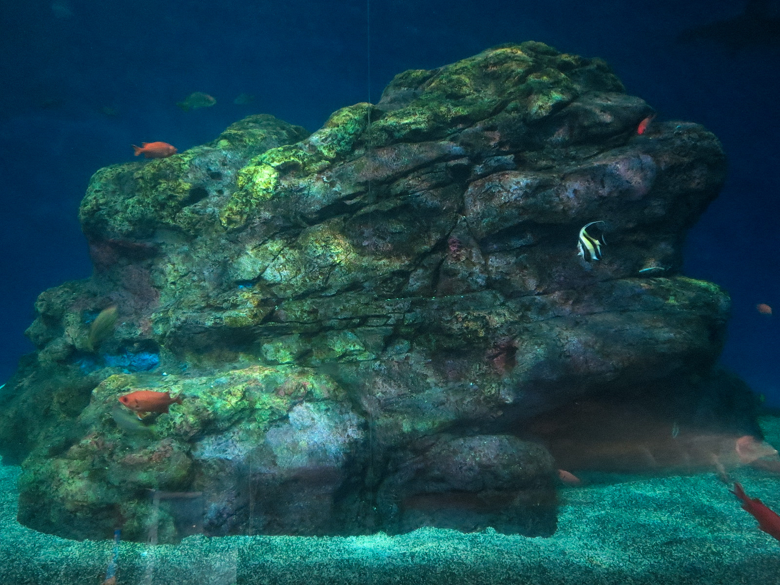 Pacific Seas Aquarium - Baja Bay - Lower Level View