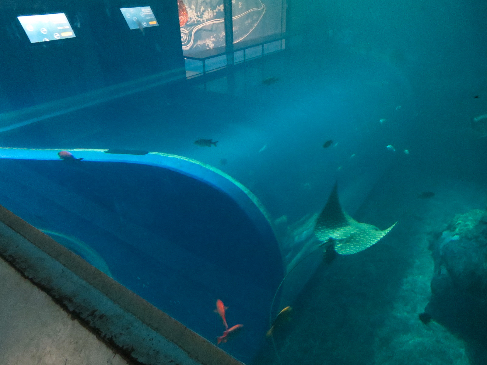 Pacific Seas Aquarium - Baja Bay - Upper Level View