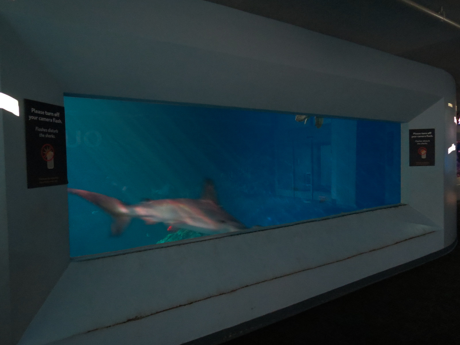 Pacific Seas Aquarium - Baja Bay - Upper Level View