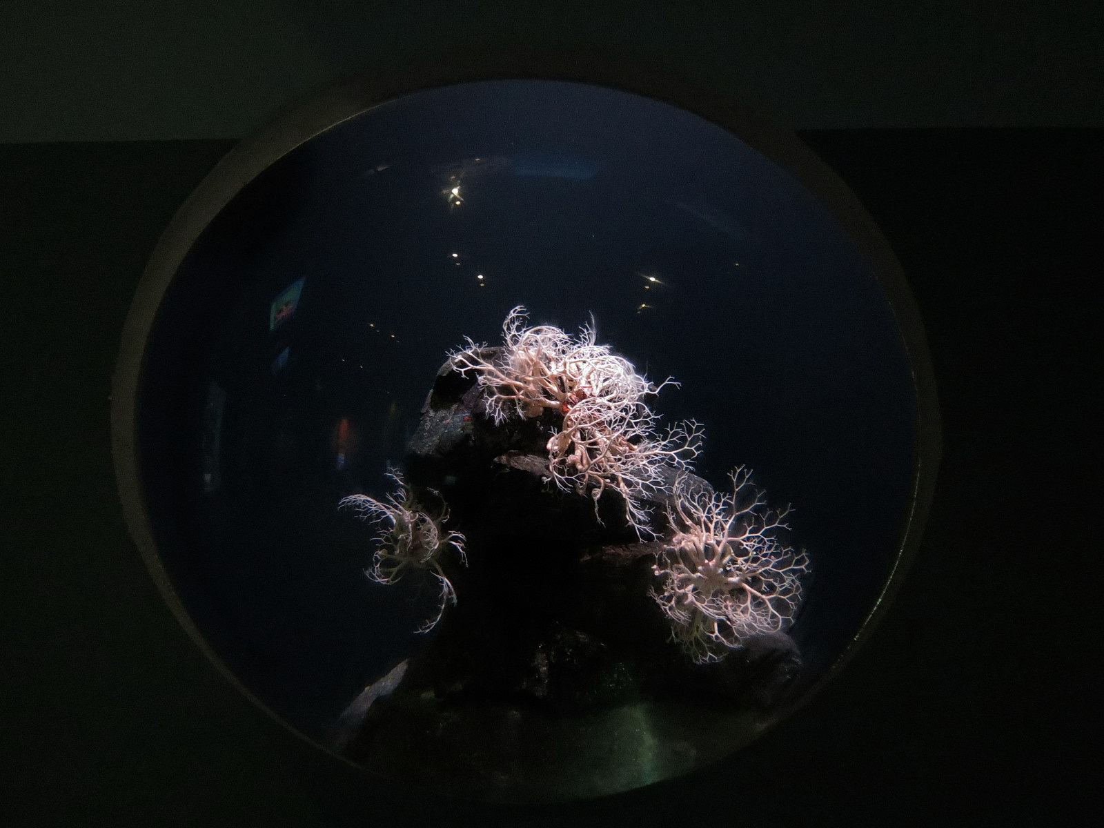 Pacific Seas Aquarium - Basket Star