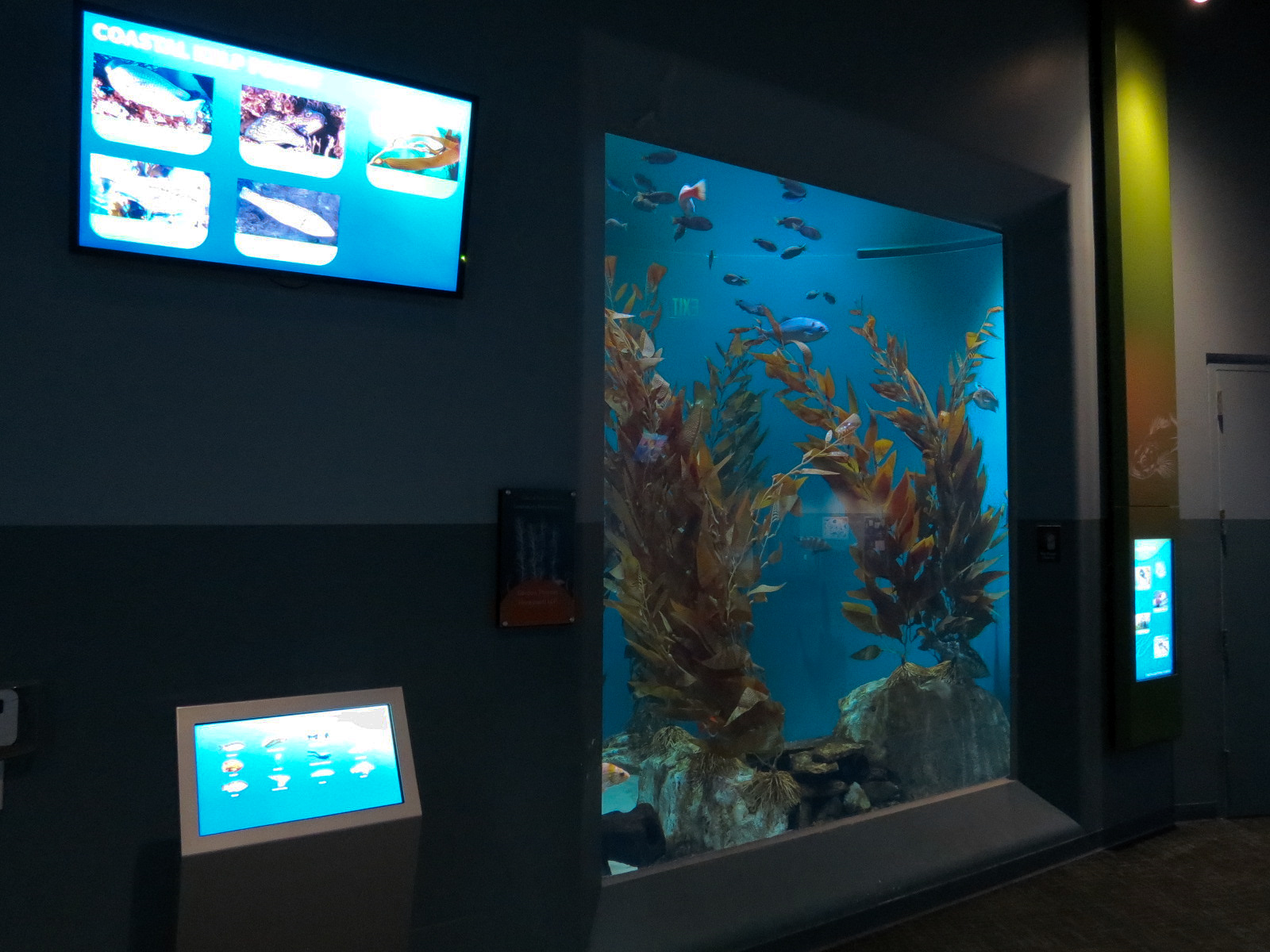 Pacific Seas Aquarium - Coastal Kelp Forest