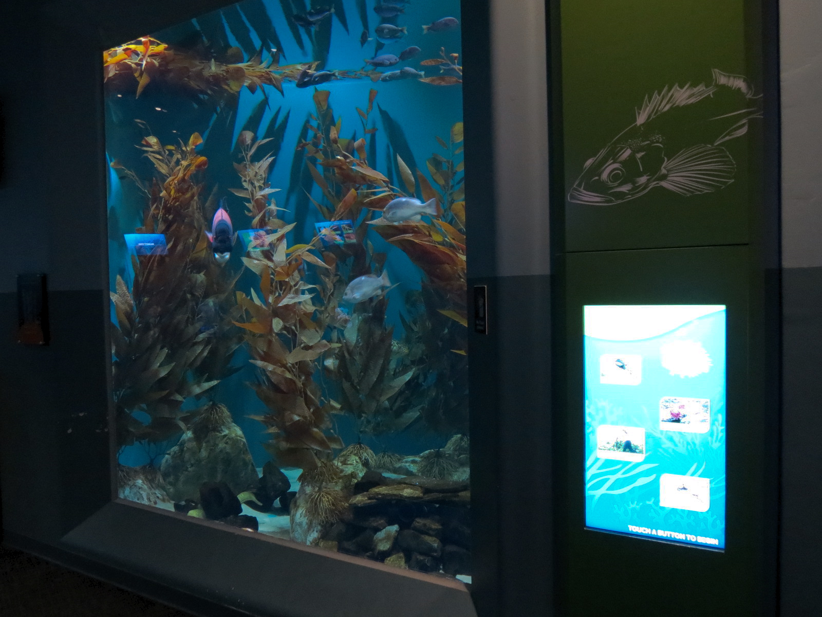 Pacific Seas Aquarium - Coastal Kelp Forest