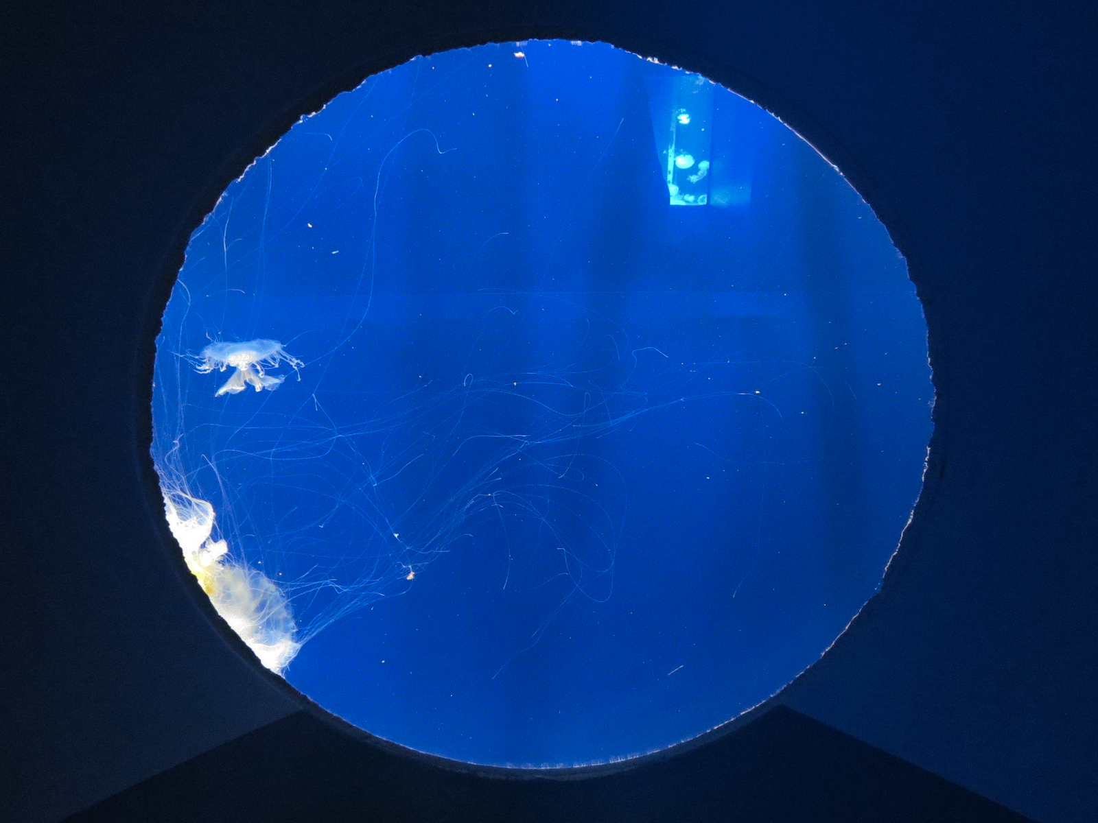 Pacific Seas Aquarium - Egg Yolk Jelly
