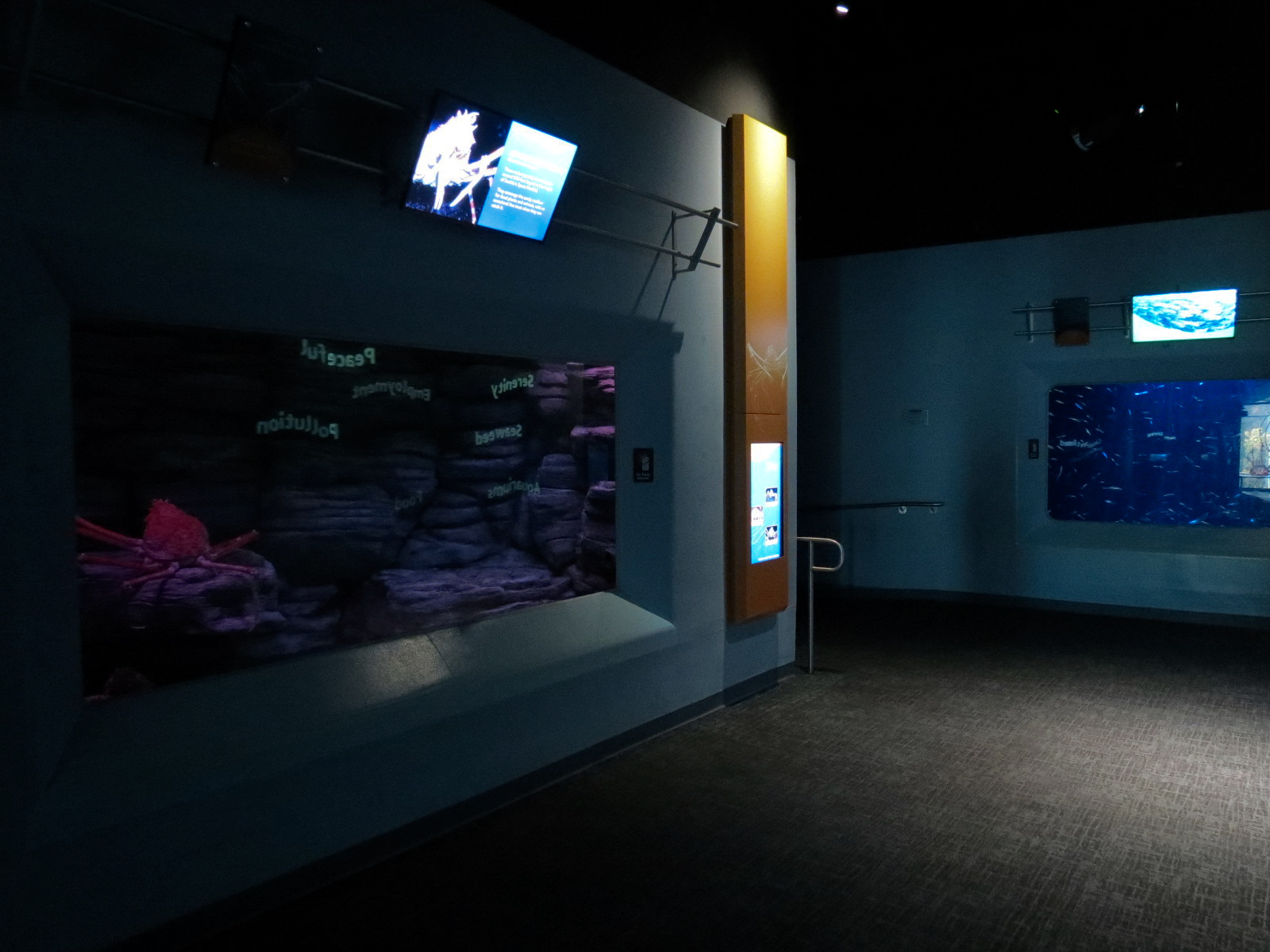 Pacific Seas Aquarium - Giants of the Deep - Japanese Spider Crab