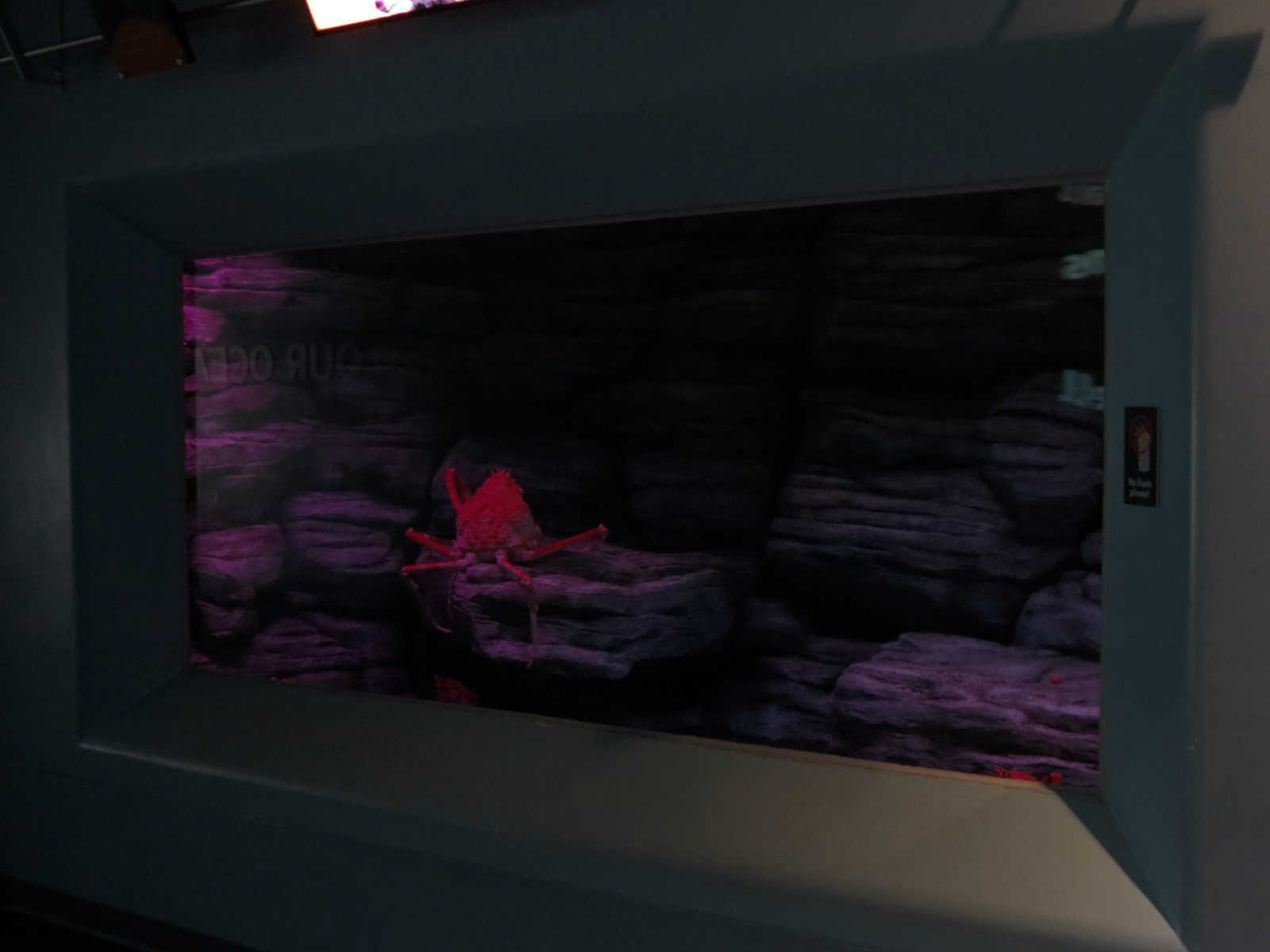 Pacific Seas Aquarium - Giants of the Deep - Japanese Spider Crab