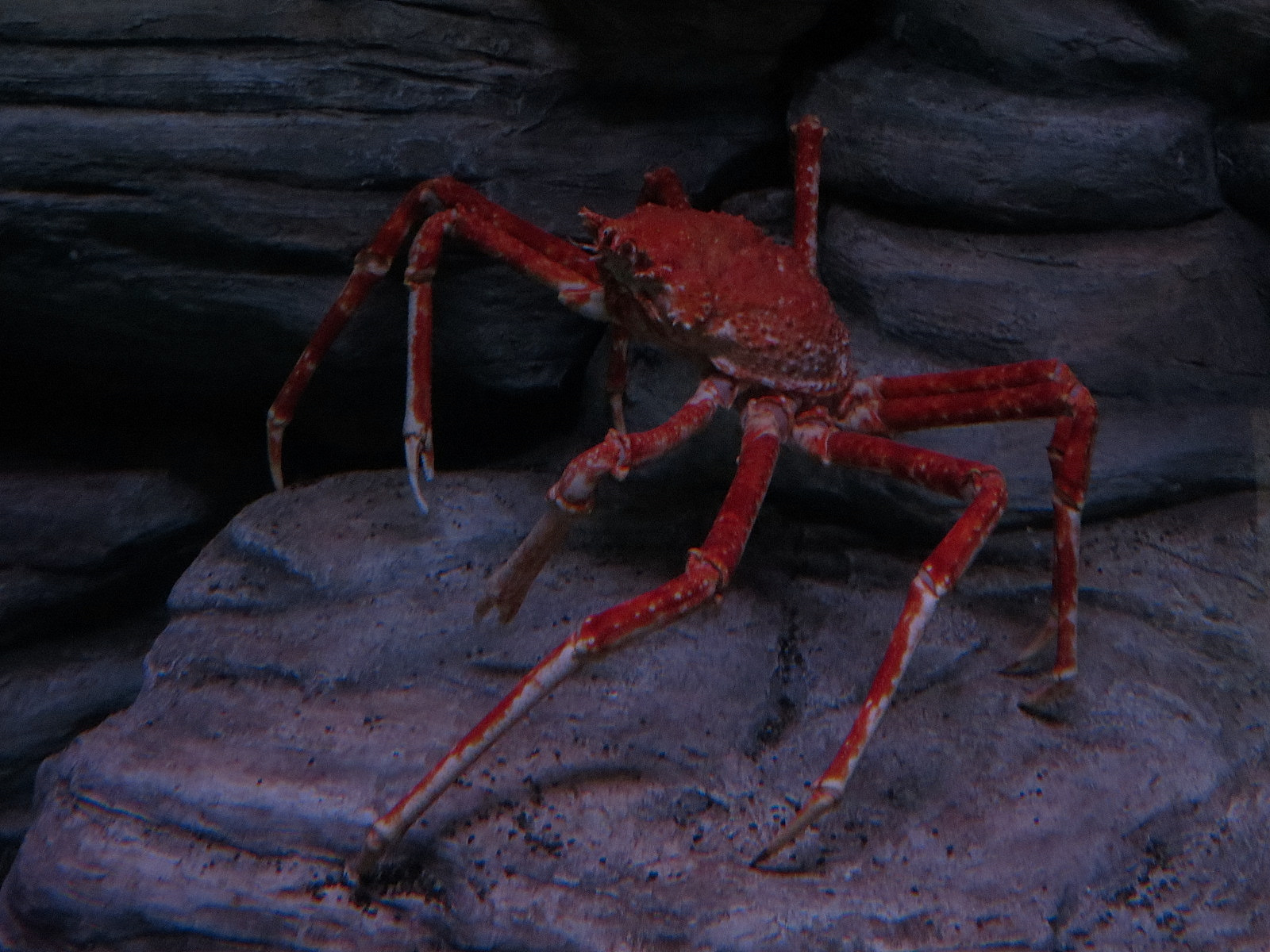 Pacific Seas Aquarium - Giants of the Deep - Japanese Spider Crab