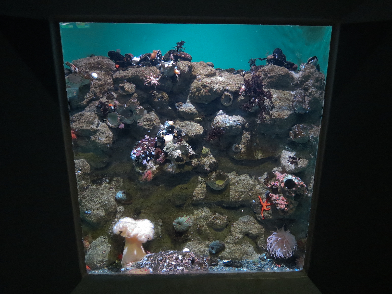 Pacific Seas Aquarium - Home Sweet Barnacle