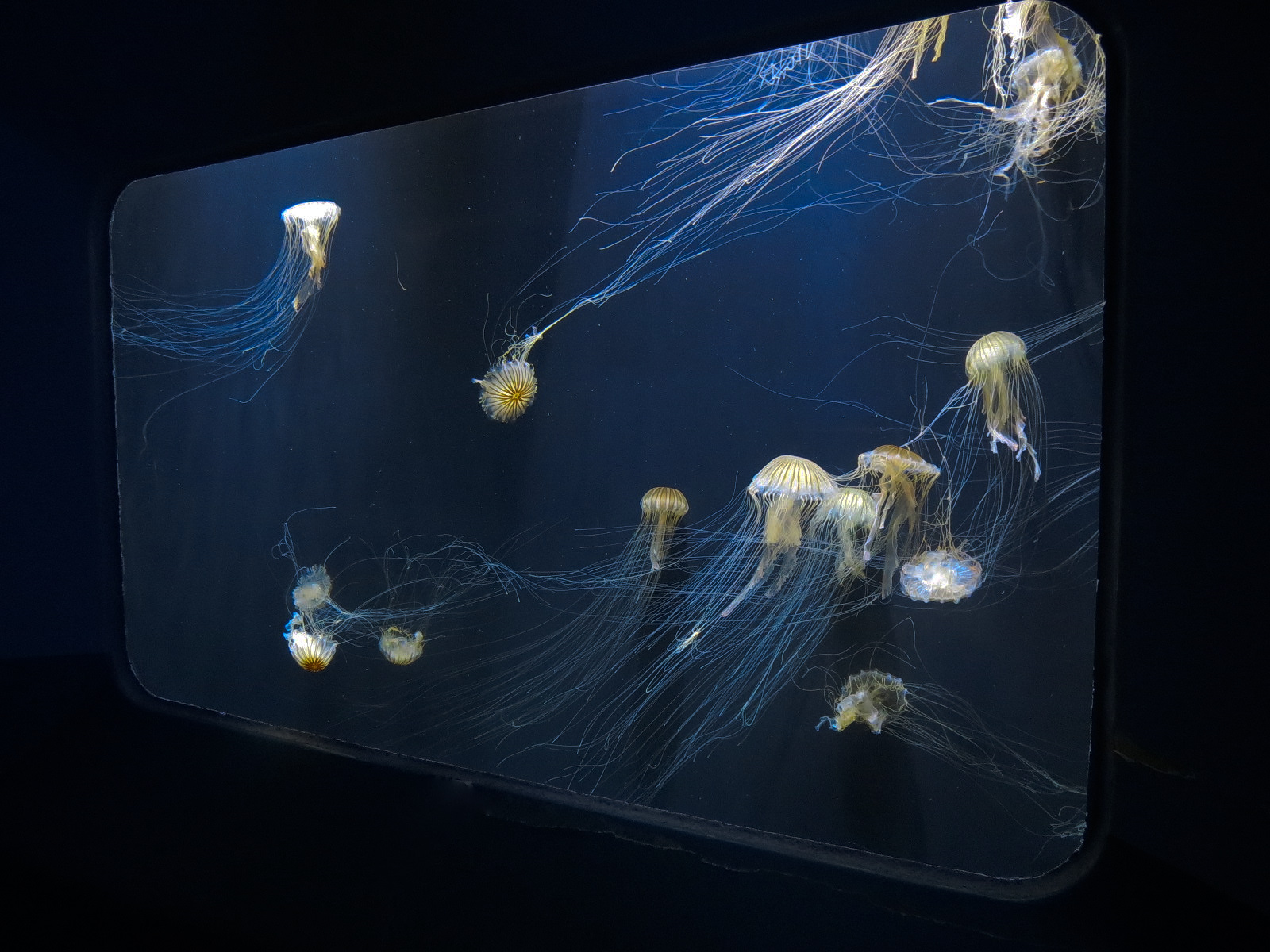 Pacific Seas Aquarium - Japanese Sea Nettle