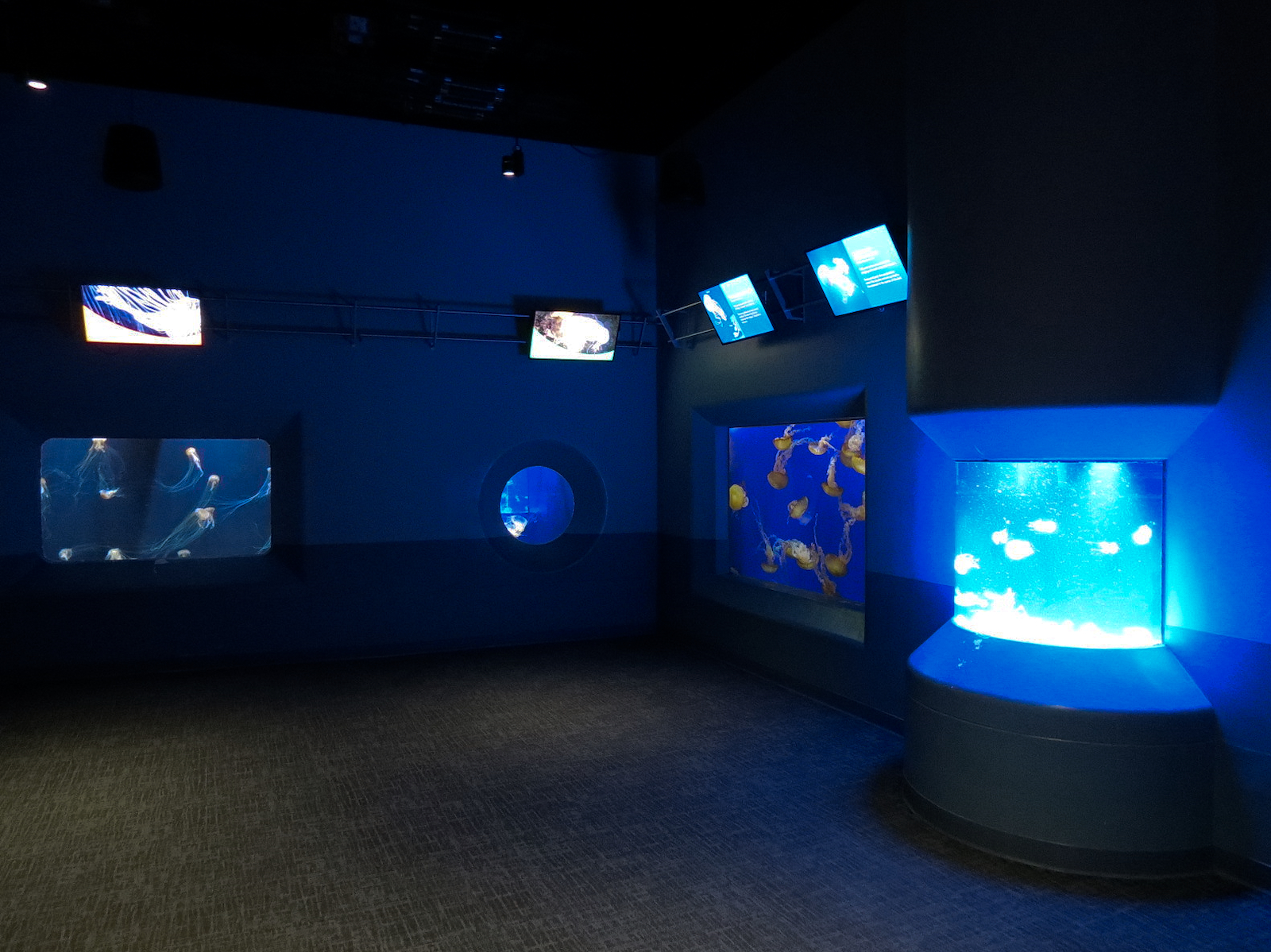 Pacific Seas Aquarium - Jelly Exhibits Hall