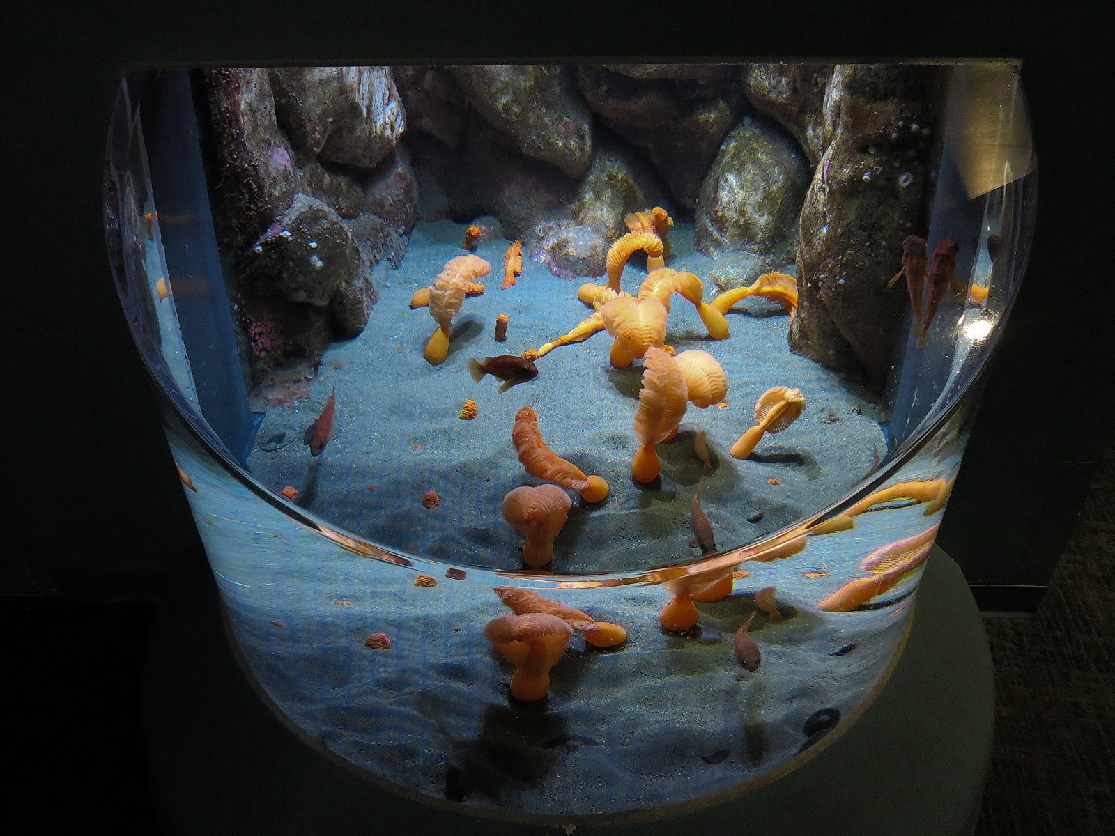 Pacific Seas Aquarium - Life In The Sand