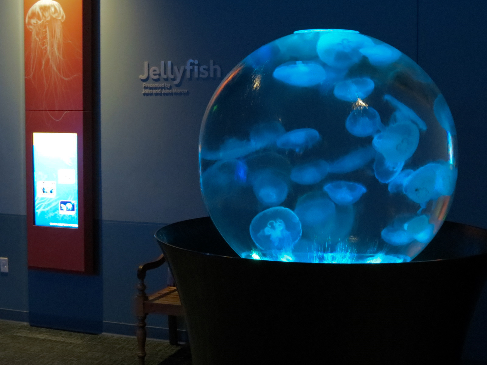 Pacific Seas Aquarium - Moon Jelly