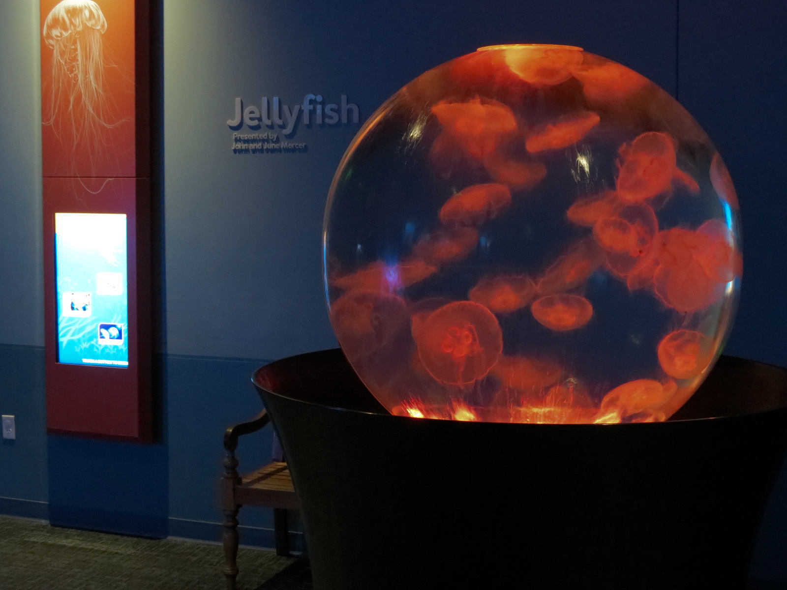 Pacific Seas Aquarium - Moon Jelly