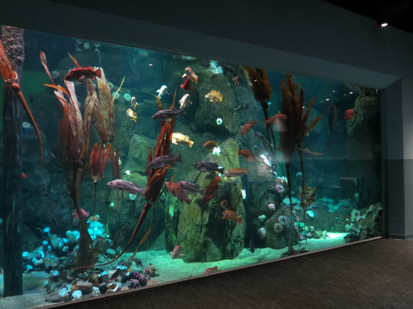 Pacific Seas Aquarium - Northwest Waters