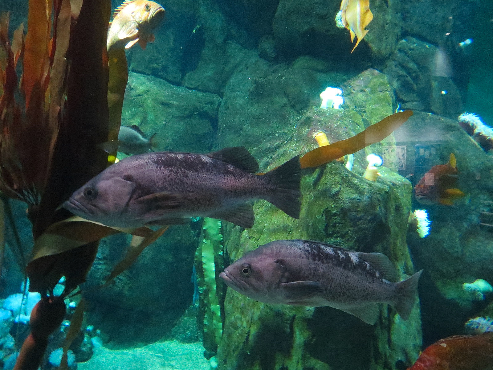 Pacific Seas Aquarium - Northwest Waters