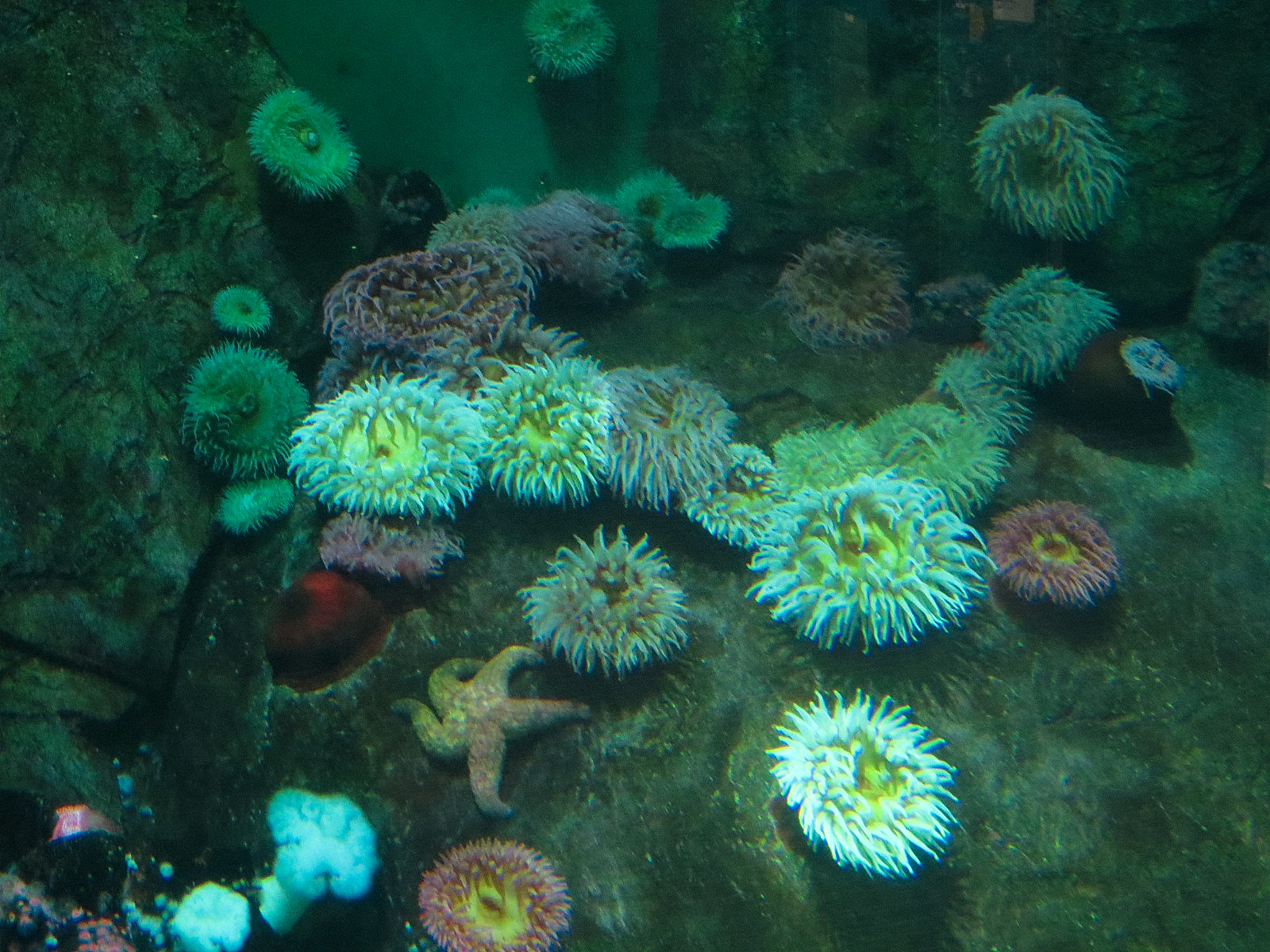 Pacific Seas Aquarium - Northwest Waters