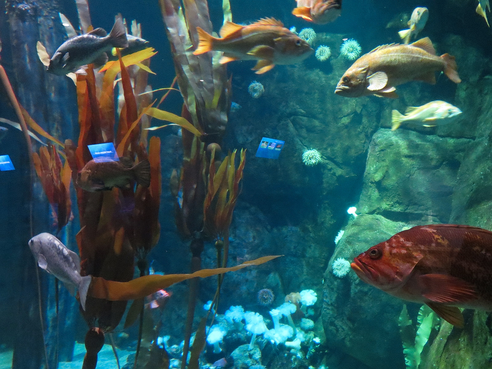 Pacific Seas Aquarium - Northwest Waters