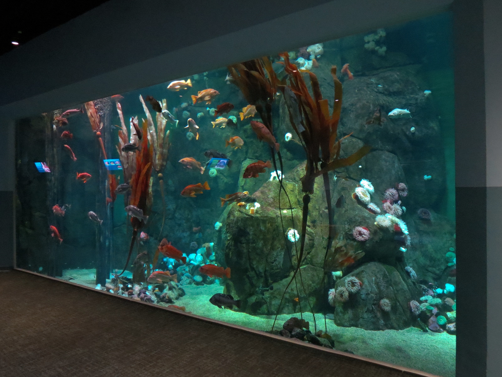 Pacific Seas Aquarium - Northwest Waters