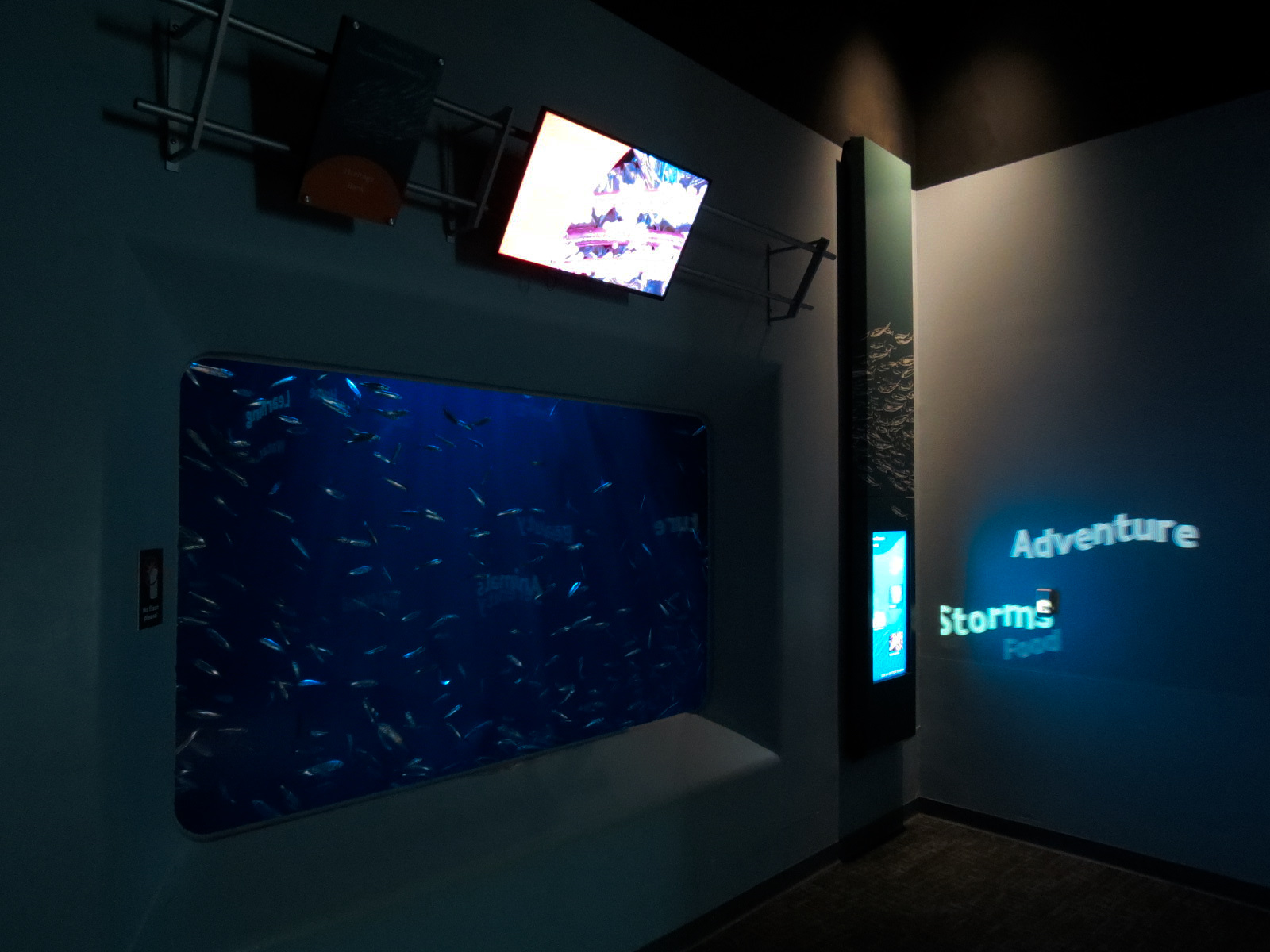 Pacific Seas Aquarium - Pacific Herring