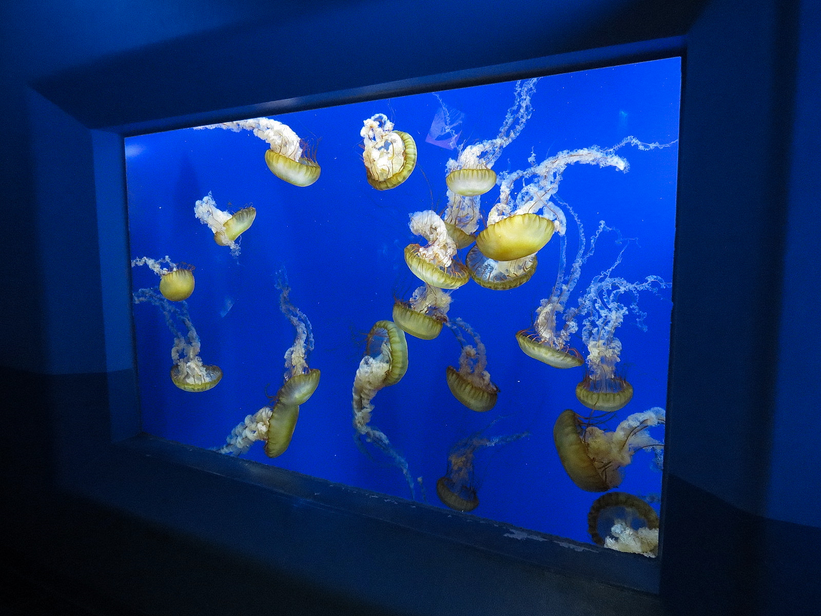Pacific Seas Aquarium - Pacific Sea Nettle