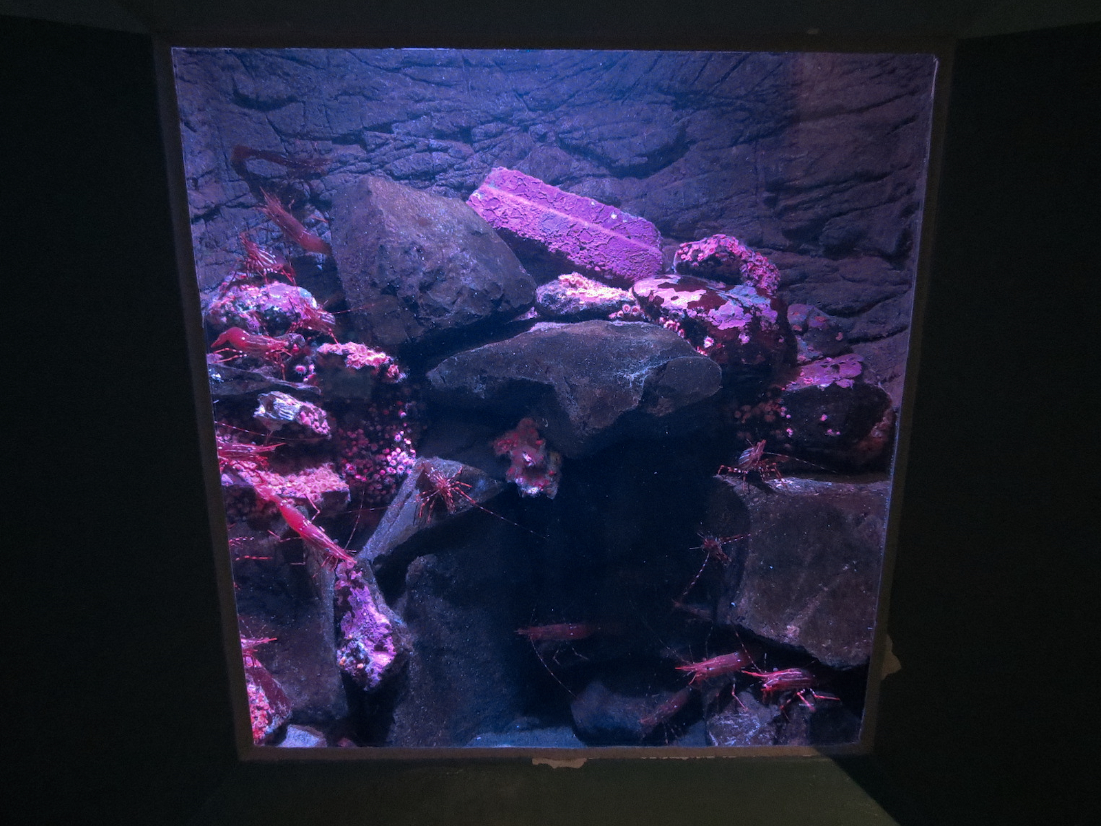 Pacific Seas Aquarium - Puget Sound Color