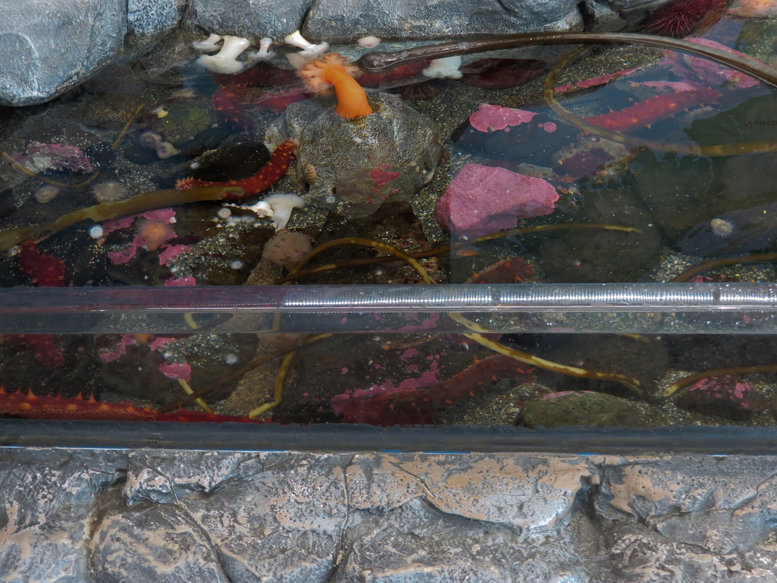 Pacific Seas Aquarium - Tidal Touch Zone - Tank 1