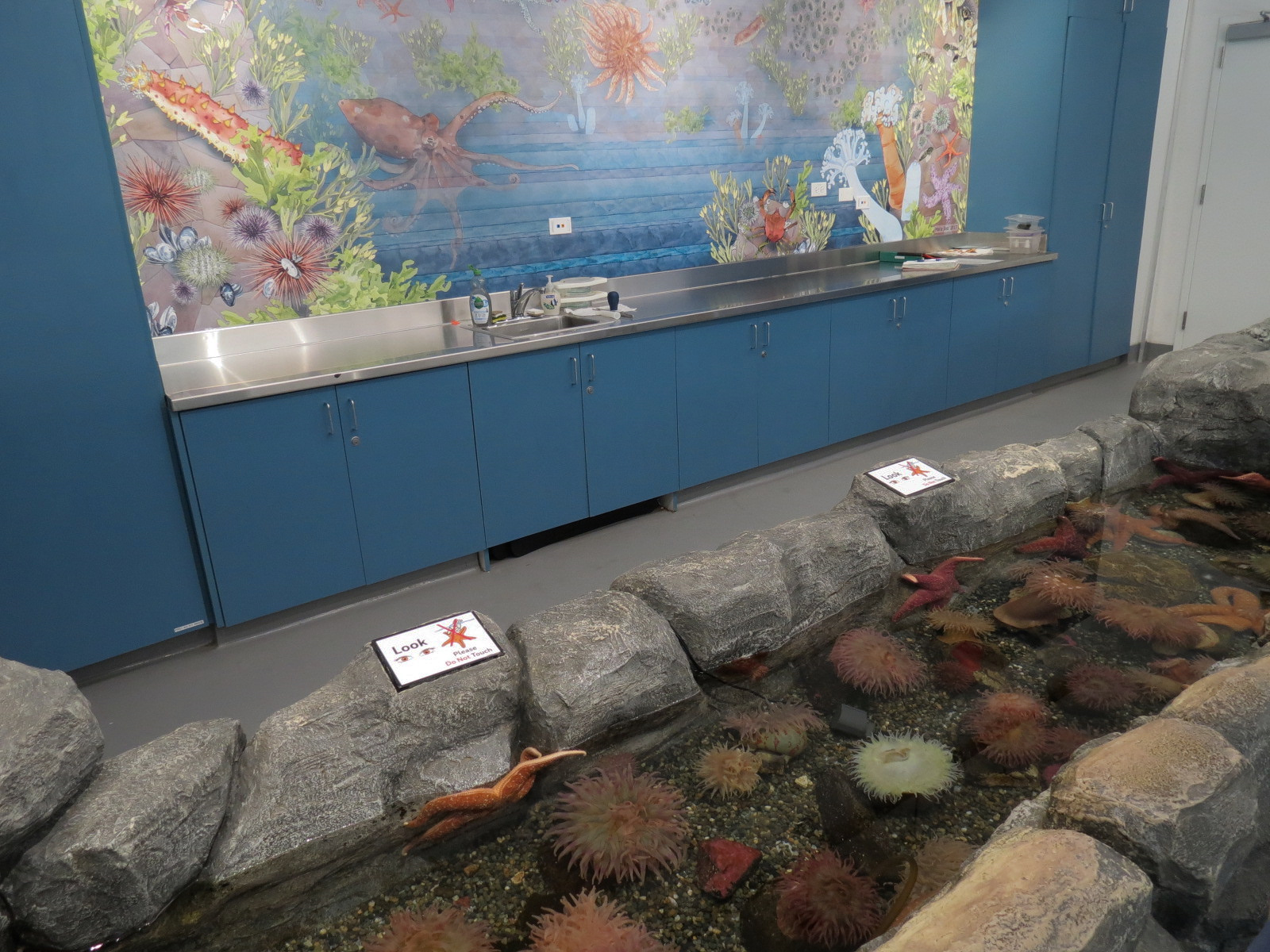 Pacific Seas Aquarium - Tidal Touch Zone - Tank 2