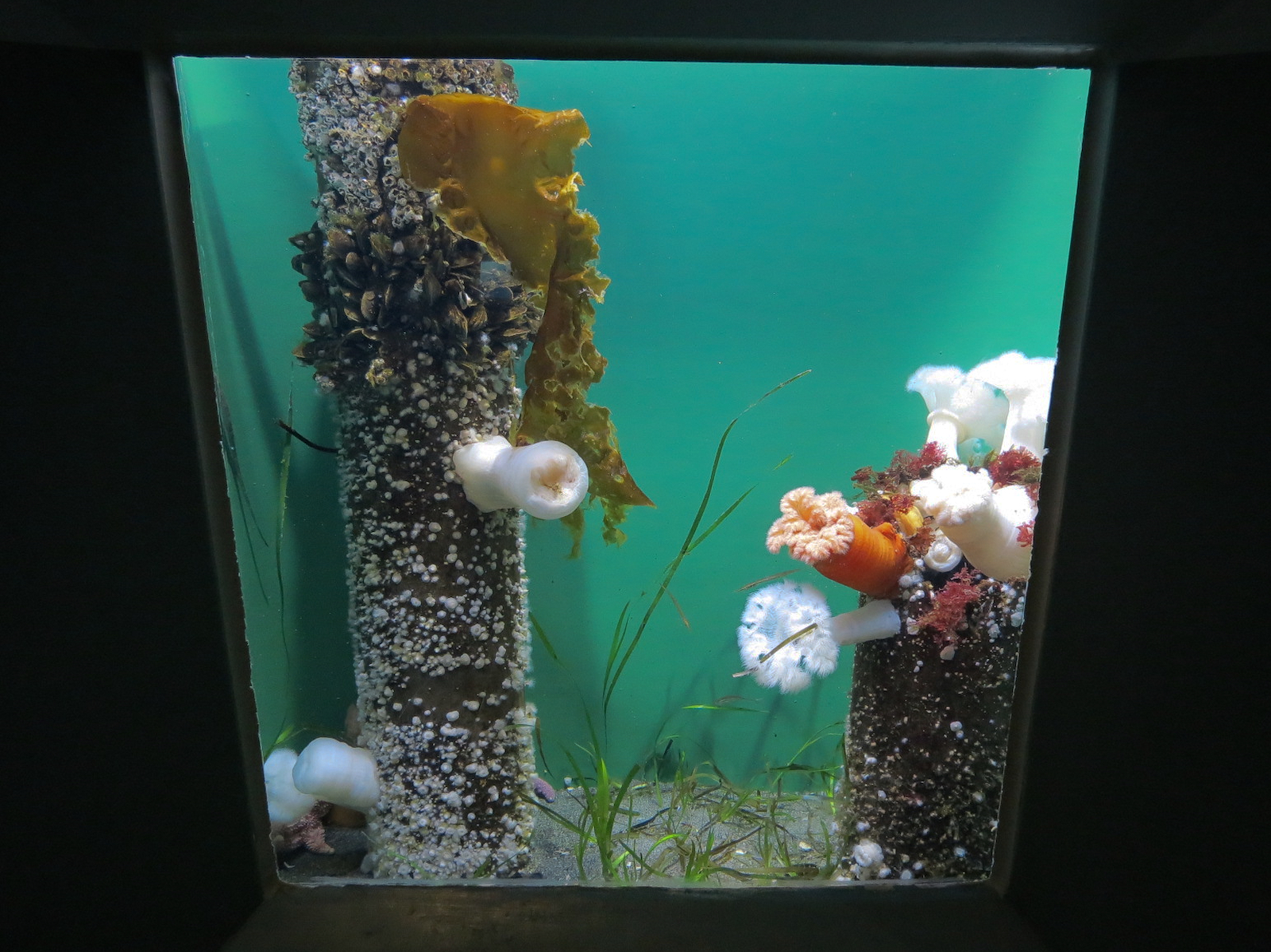 Pacific Seas Aquarium - Under The Dock