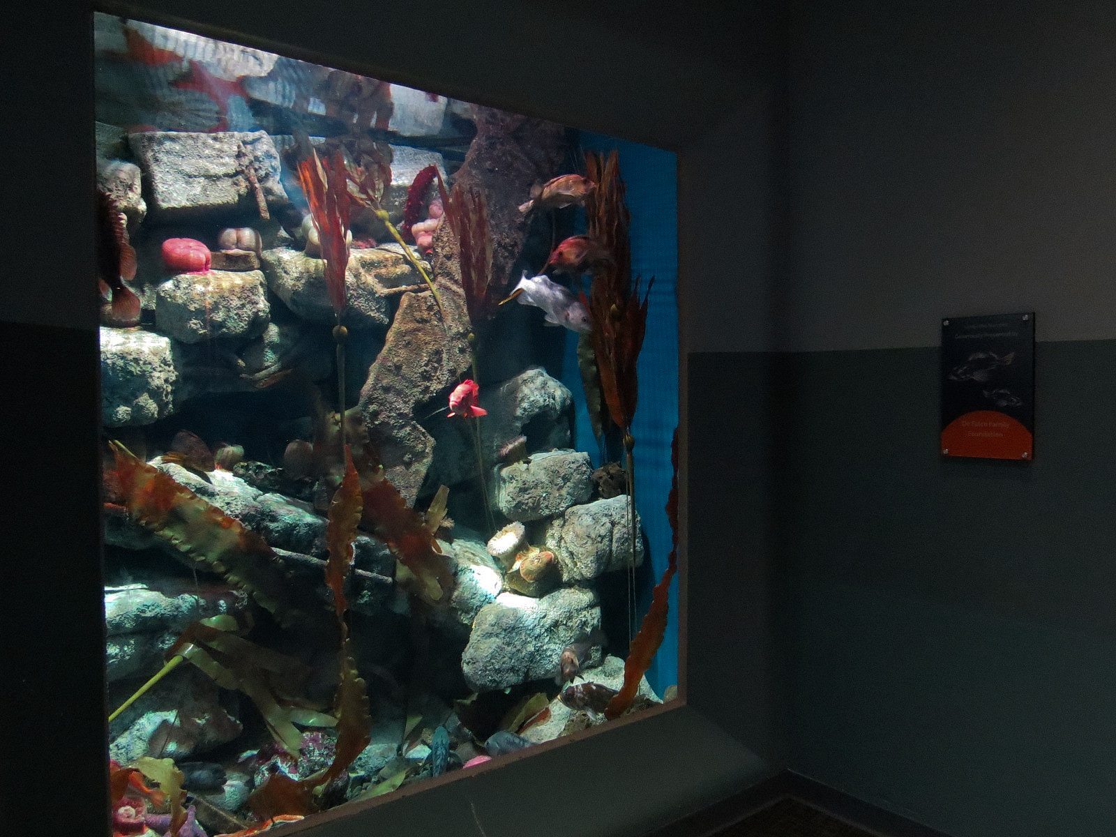 Pacific Seas Aquarium - Under The Narrows