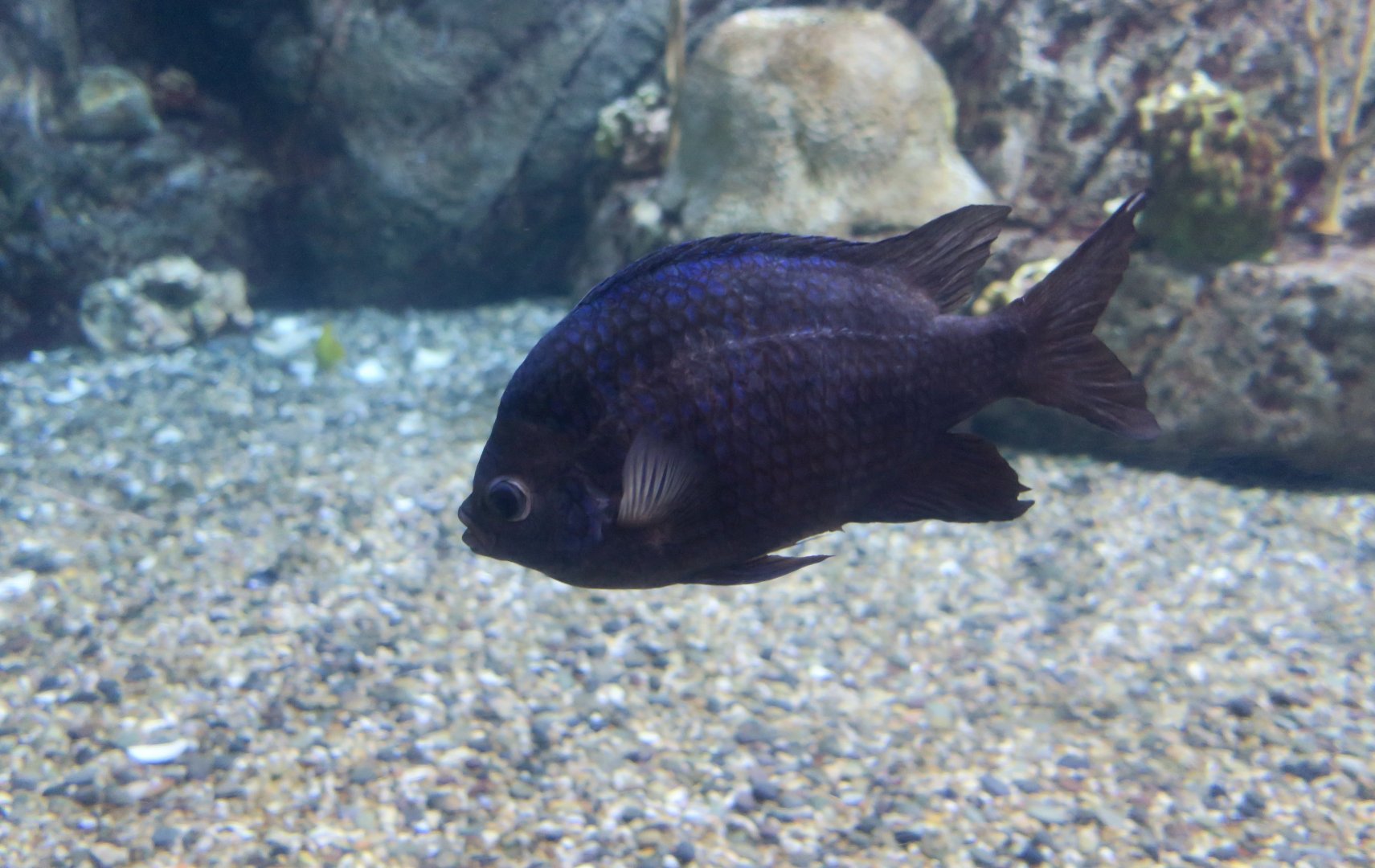 Pacific Sergeant Major (Abudefduf troschelii)