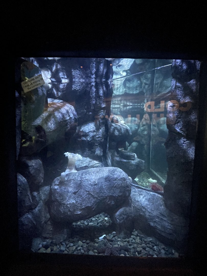 Pacific Shelf Octopus Tank